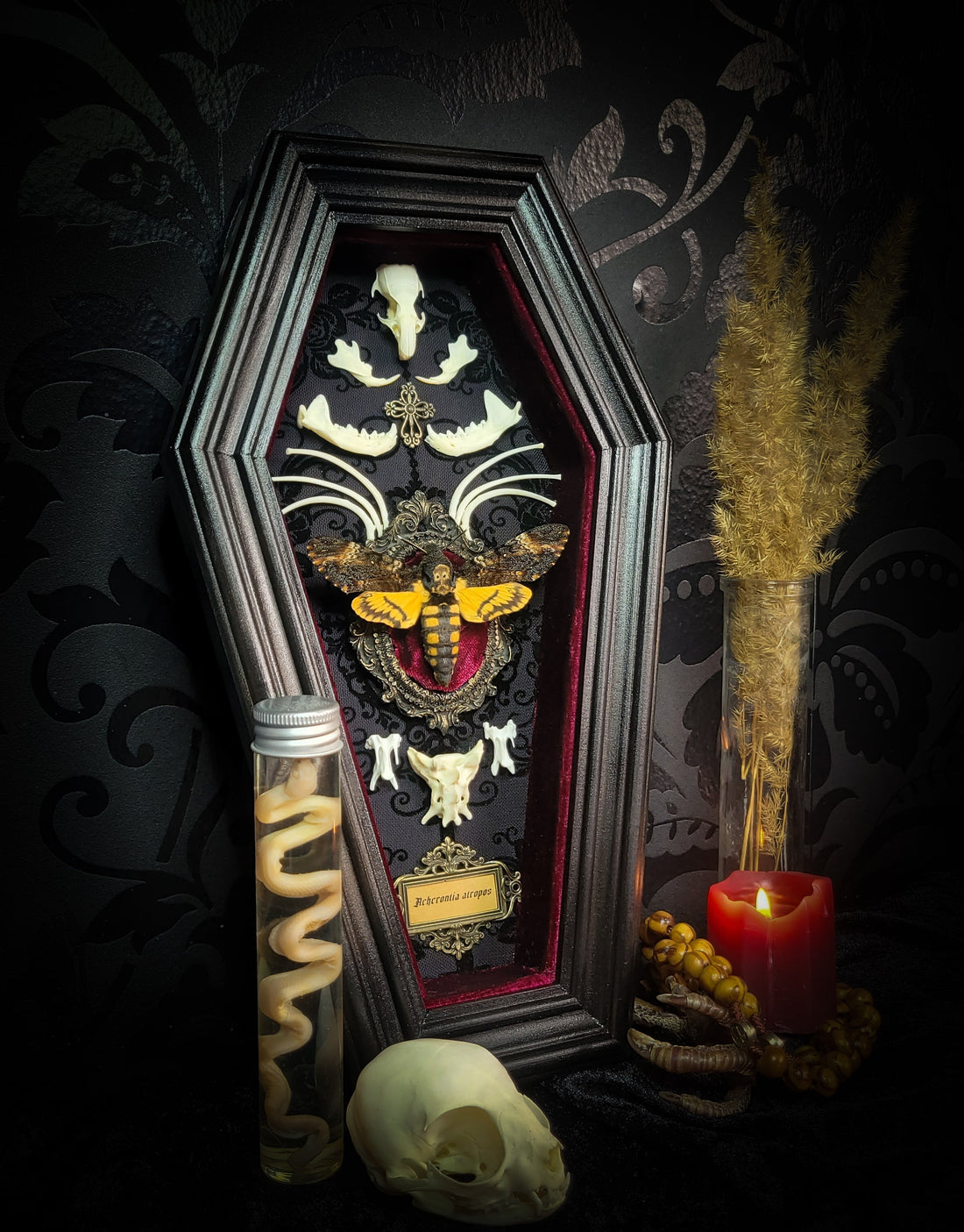Handmade gothic shadowbox with Death's Head Hawk-moth Acherontia atropos in coffin frame with animal skulls and red velvet