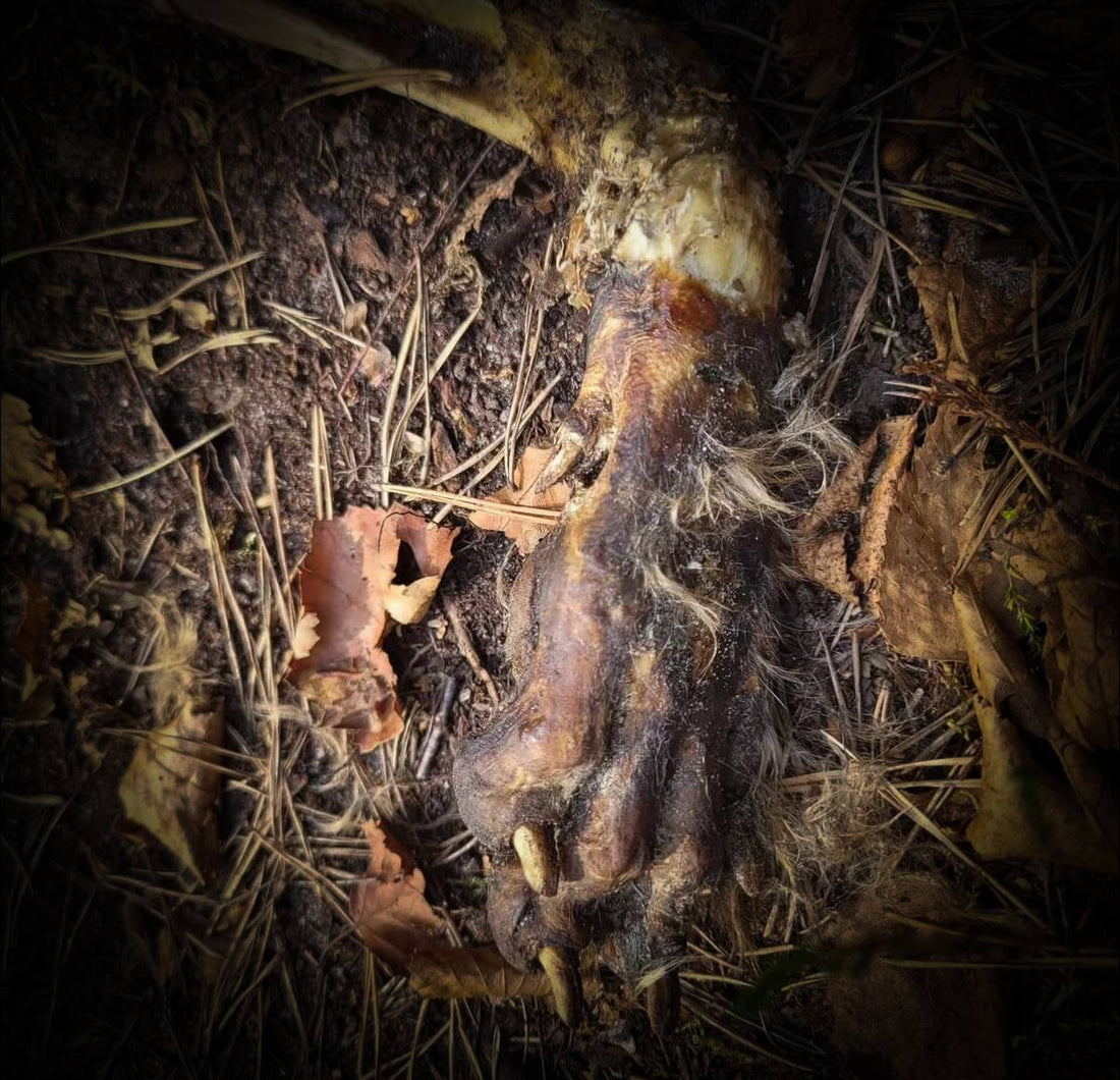 Mummified specimen found in nature — bone cleaning process by Morbid Oddities