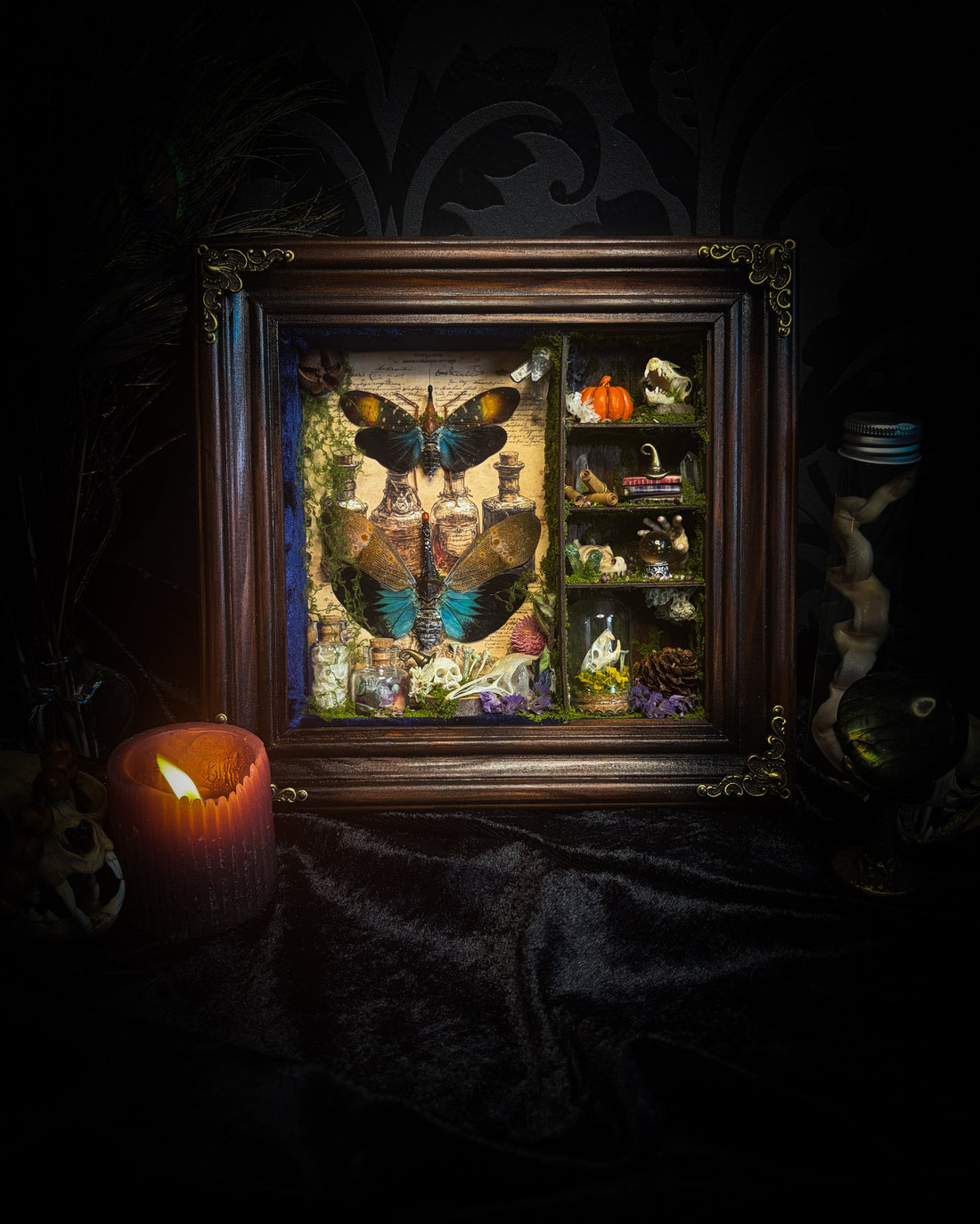 The Apothecary | handmade witchy shadowbox with two real lantern bugs Pyrops synavei and Pyrops pyrorhynchus, bat skull, pigeon skull, crystals, snake skin bottles and curiosities, dark wood frame | Morbid Oddities