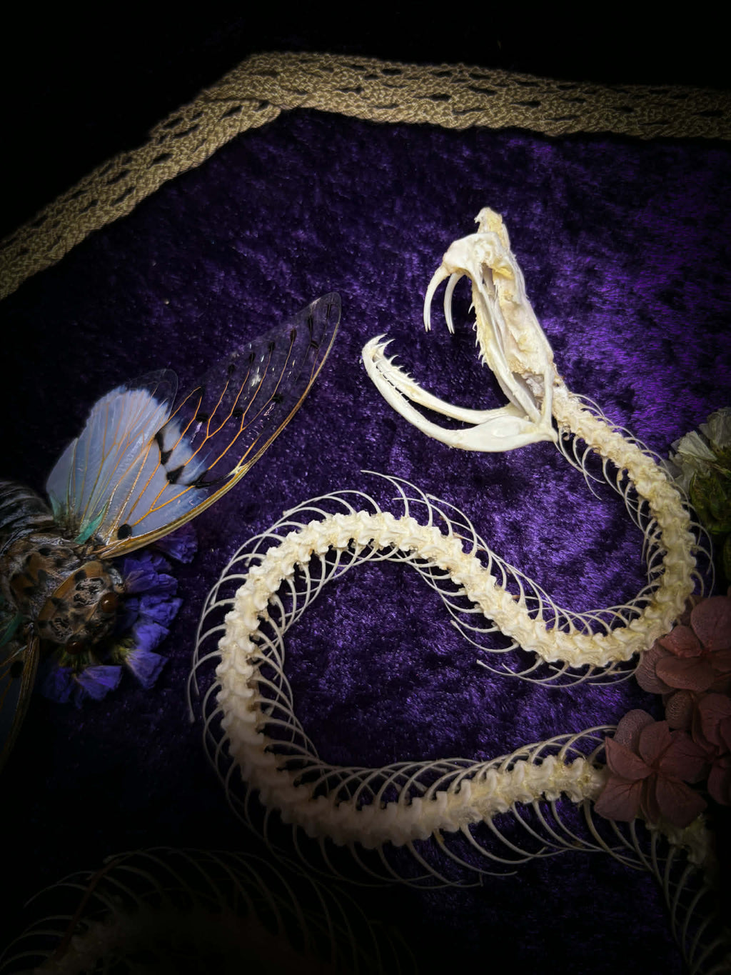 Gothic shadowbox — articulated snake skeleton on deep violet velvet, preserved florals, ghost cicadas, baroque wooden frame with gold accents, 45x35cm