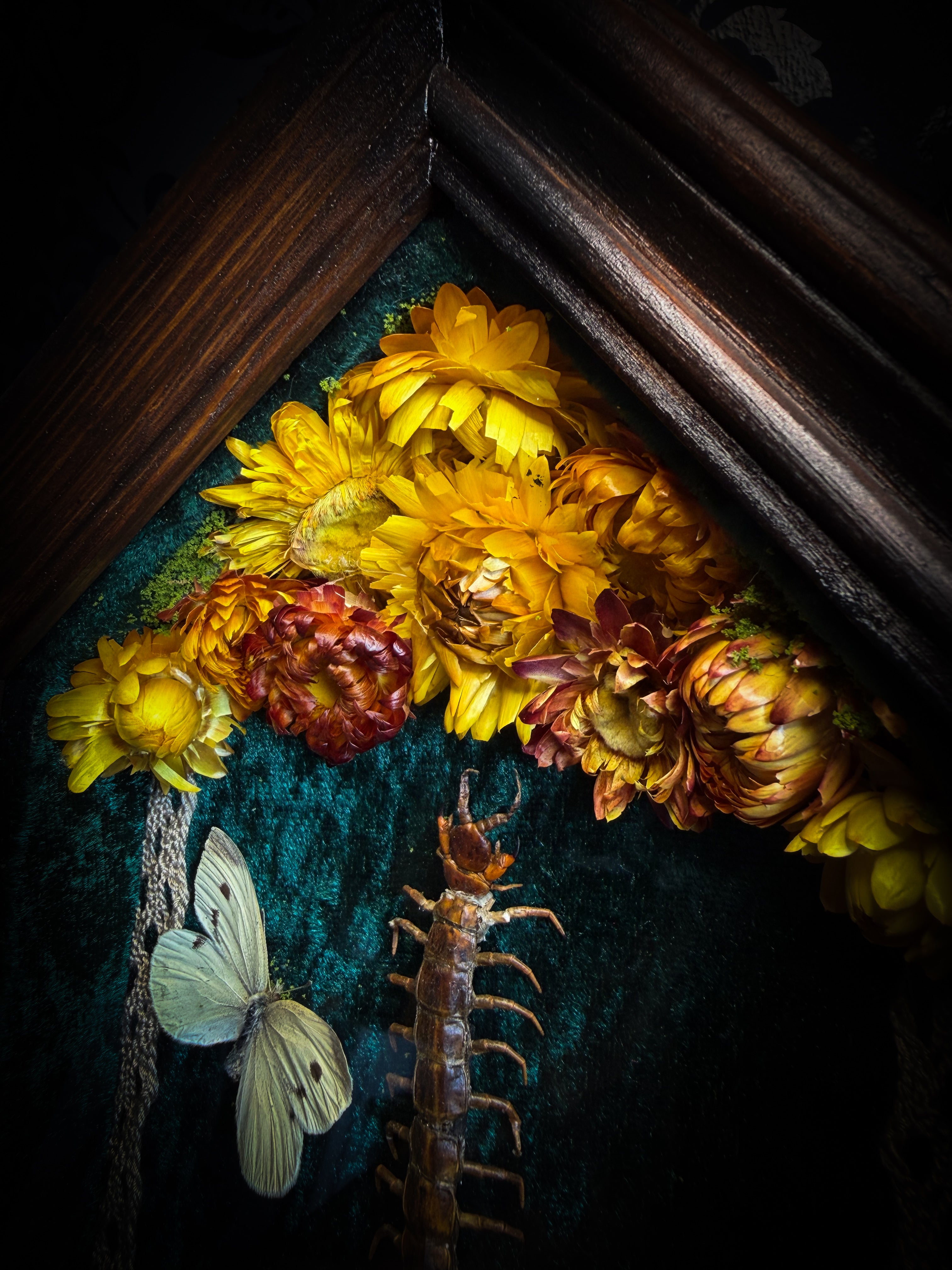 Memento Vivere gothic shadowbox — preserved centipede, Deilephila elpenor hawk-moth and white butterfly on teal-green velvet with dried marigolds and cream lace, in a hand-carved wooden coffin frame with glass front, by Morbid Oddities