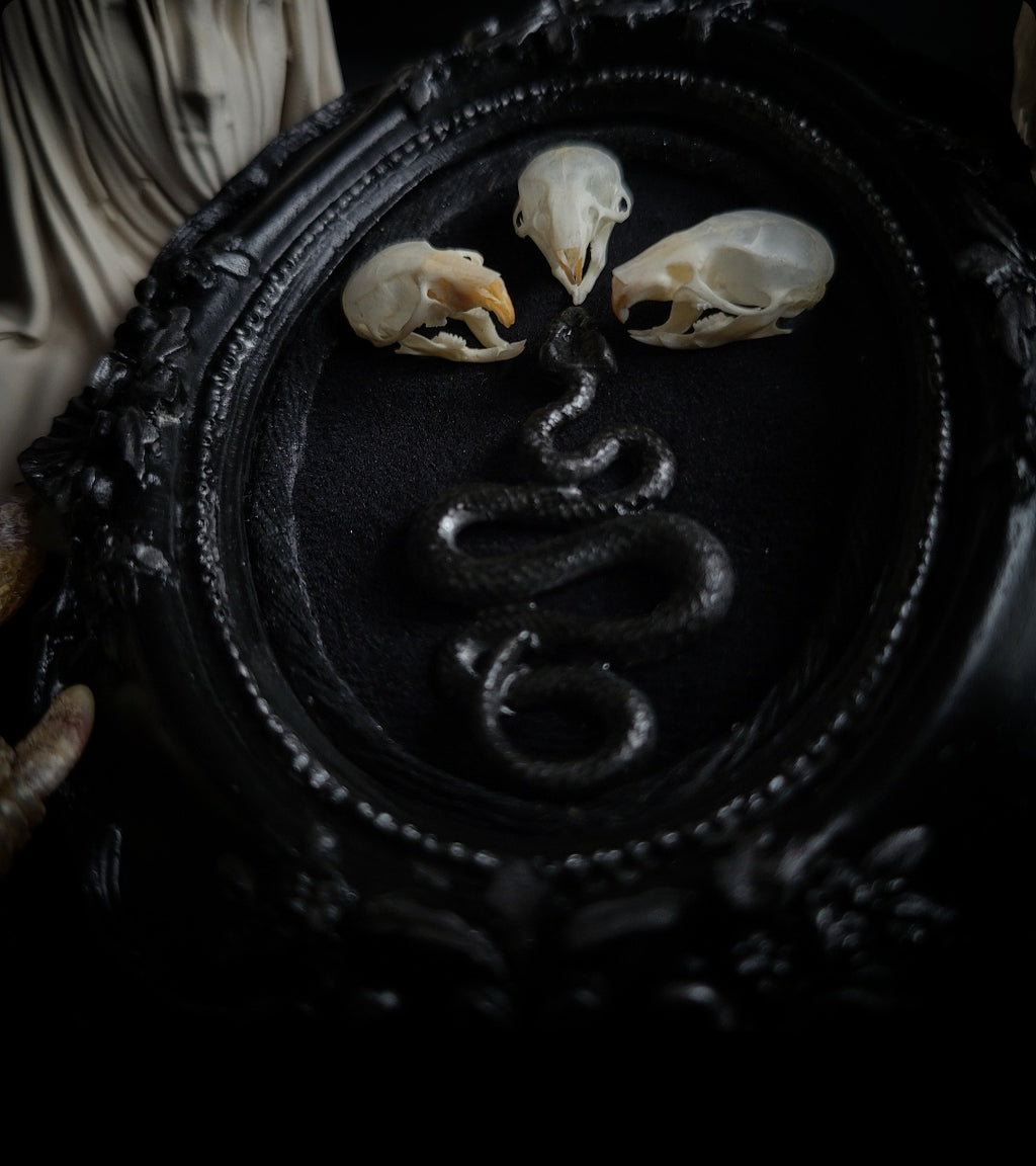 Handmade gothic wall frame featuring three real mouse skulls and a snake ornament, set against a dark velvet background. Ornate gothic frame, minimalist symmetrical composition with a dark ritual-inspired aesthetic. One-of-a-kind handcrafted piece, 12x10cm | Morbid Oddities