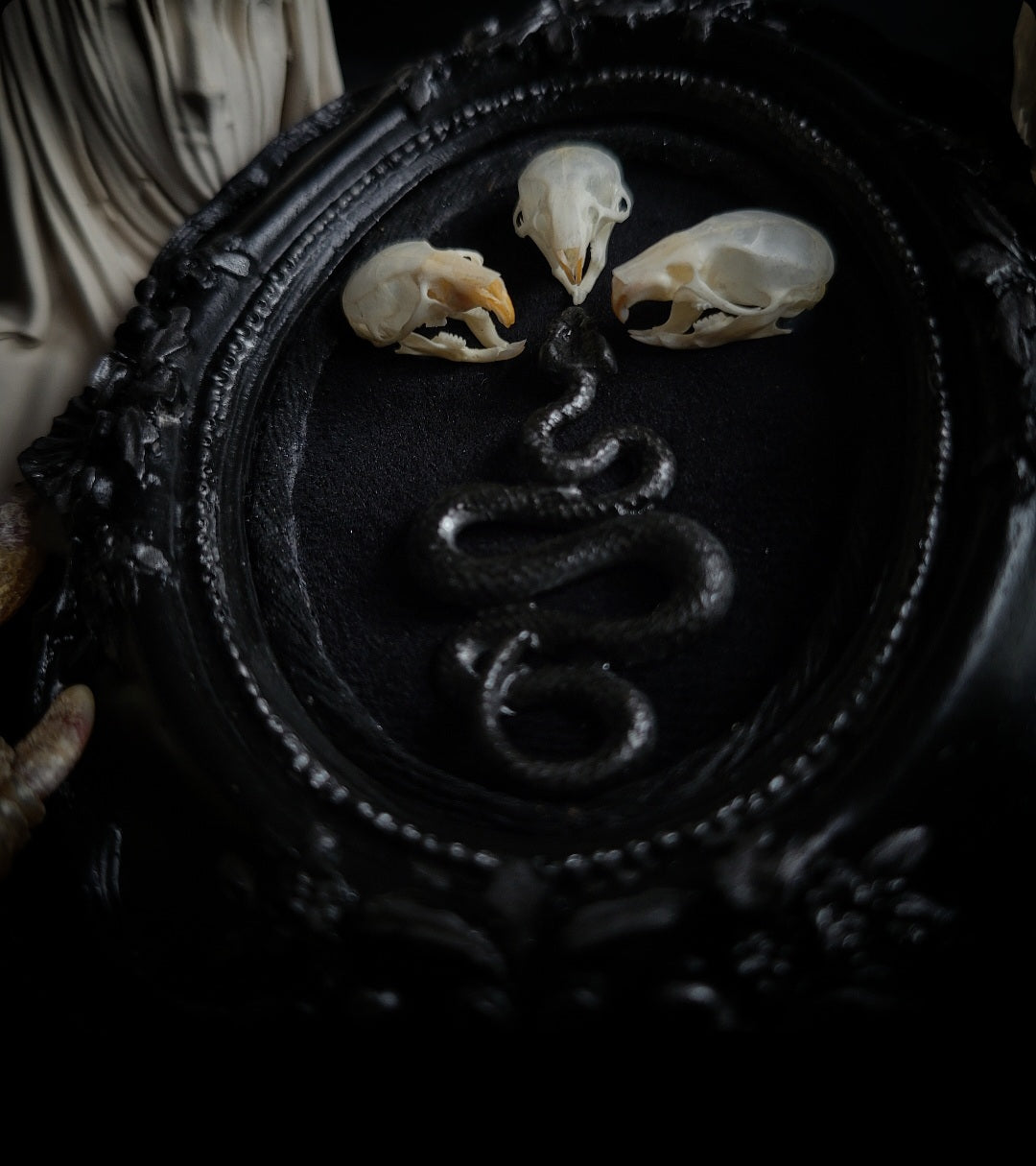 Handmade gothic wall frame featuring three real mouse skulls and a snake ornament, set against a dark velvet background. Ornate gothic frame, minimalist symmetrical composition with a dark ritual-inspired aesthetic. One-of-a-kind handcrafted piece, 12x10cm | Morbid Oddities