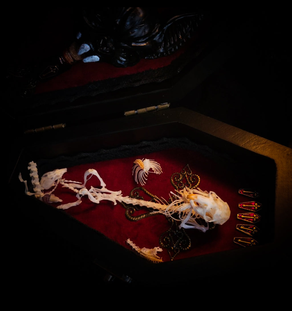 Count Mousula | Vampires — handmade gothic coffin display with preserved mouse skeleton, mummified heart, small skulls and bones on deep red velvet interior with lace ornaments, hinged lid, 15.5x9cm