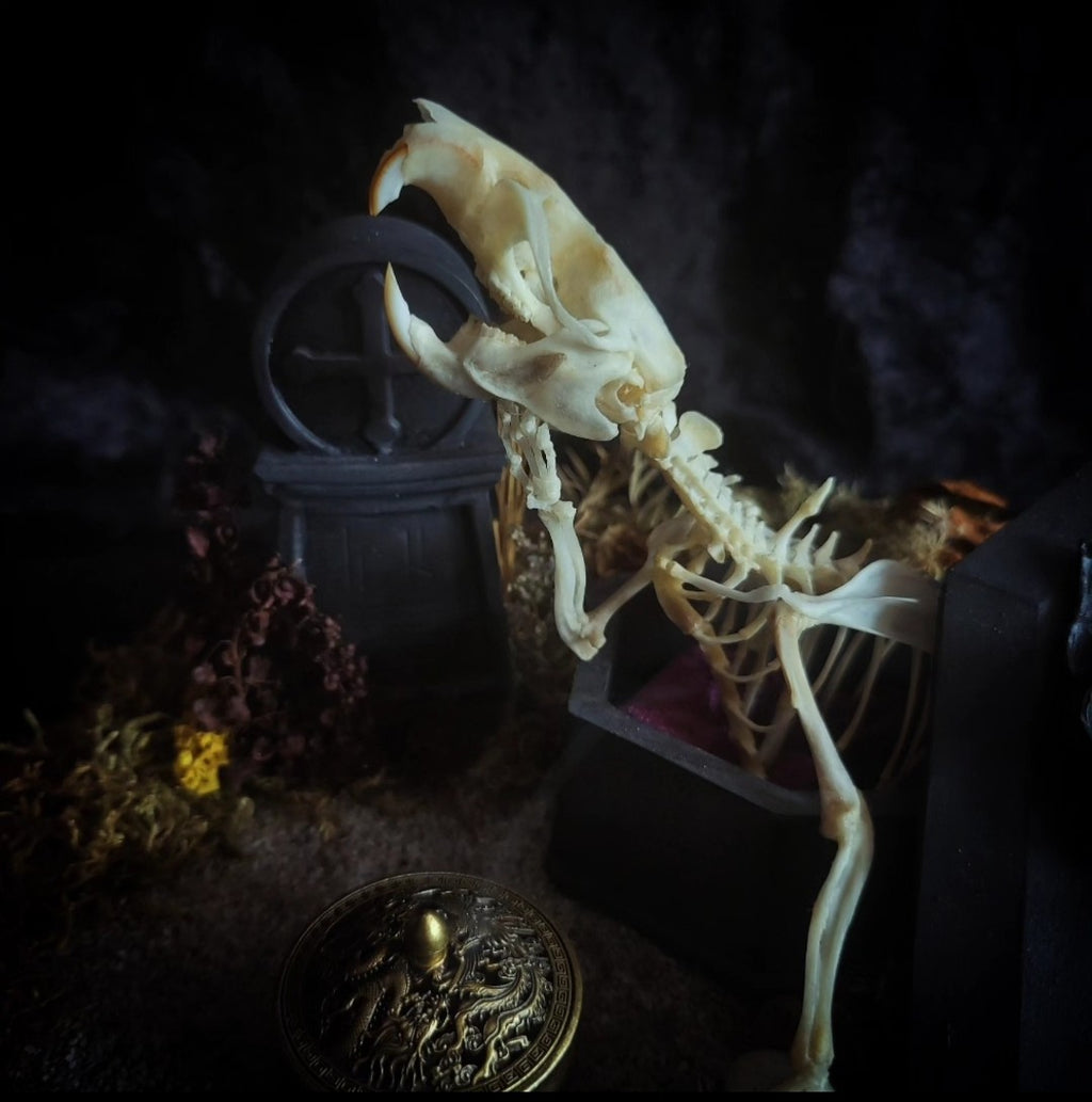 Abandoned Cemetery — handmade gothic display, real rat skeleton, hand-cast coffin, crow skull, birch wood base, forest elements, one of a kind, Morbid Oddities
