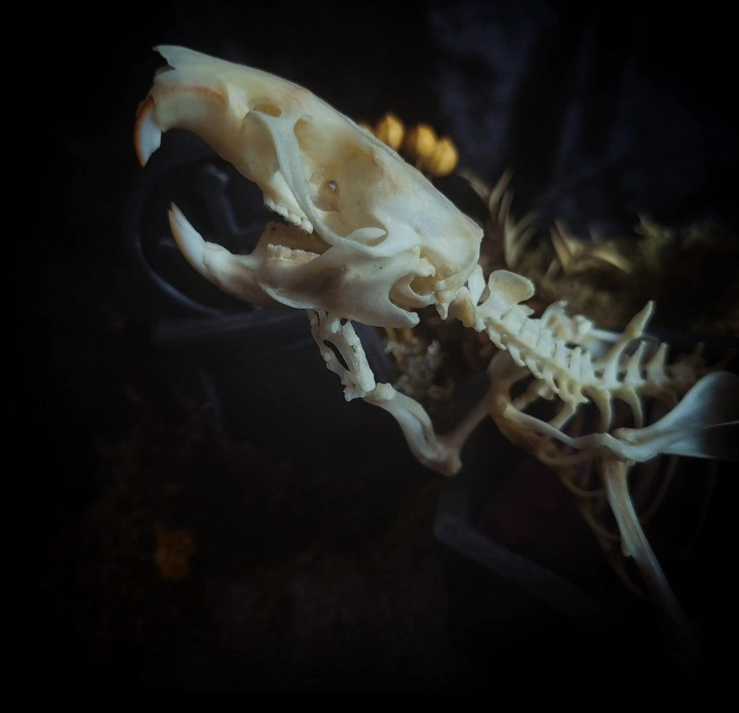 Abandoned Cemetery — handmade gothic display, real rat skeleton, hand-cast coffin, crow skull, birch wood base, forest elements, one of a kind, Morbid Oddities
