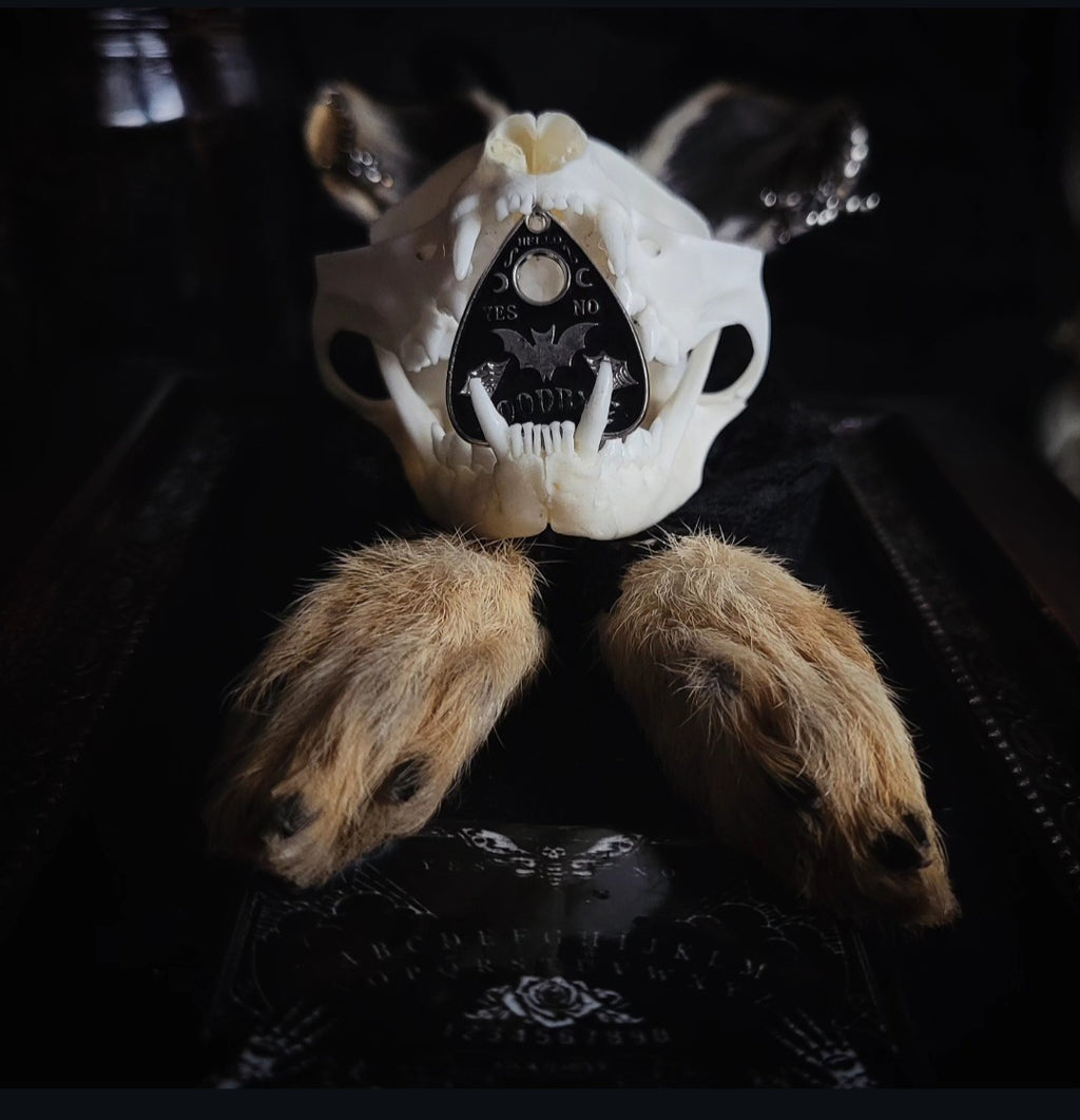 Bunny Kitten — handmade gothic shadowbox, made to order. Real cat skull with preserved bunny ears and paws, set on velvet background in ornate hand-finished frame with lace and decorative details. Dark whimsical collectible decor.