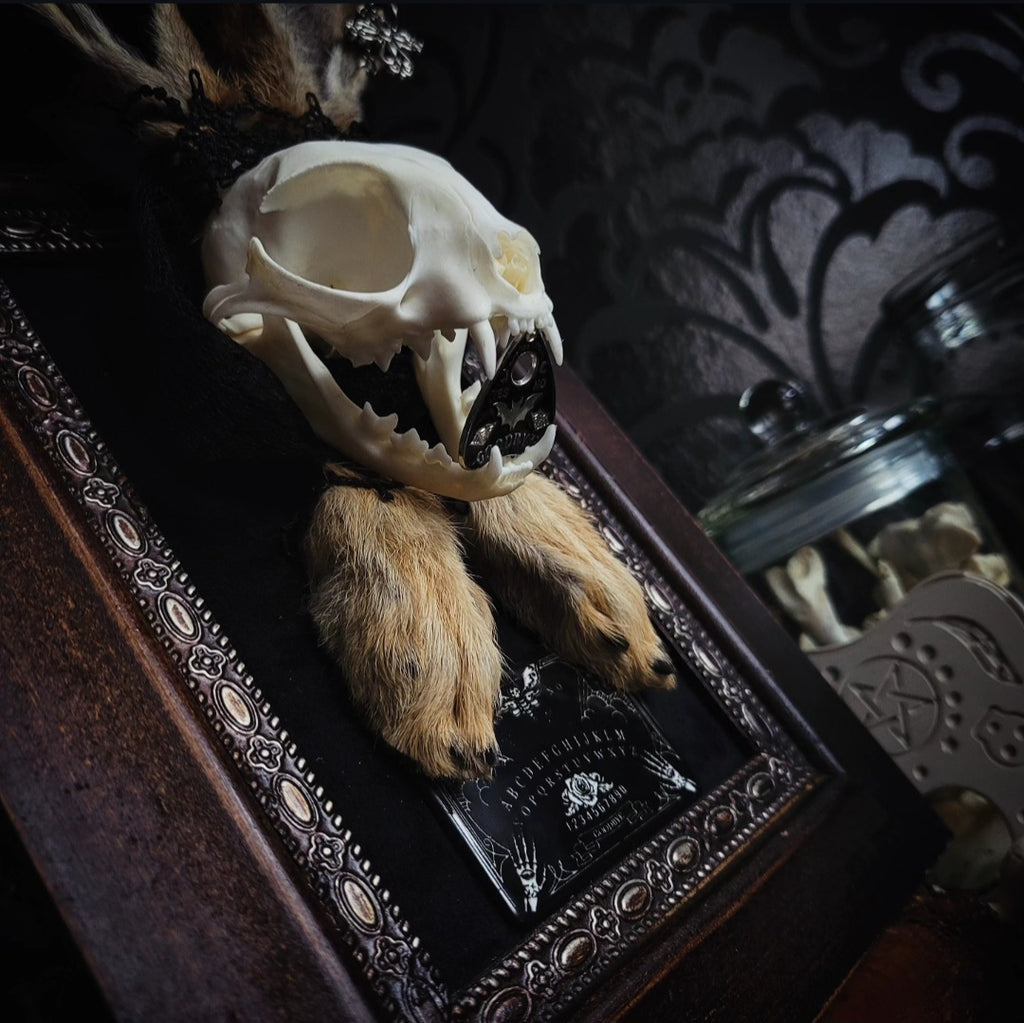 Bunny Kitten — handmade gothic shadowbox, made to order. Real cat skull with preserved bunny ears and paws, set on velvet background in ornate hand-finished frame with lace and decorative details. Dark whimsical collectible decor.