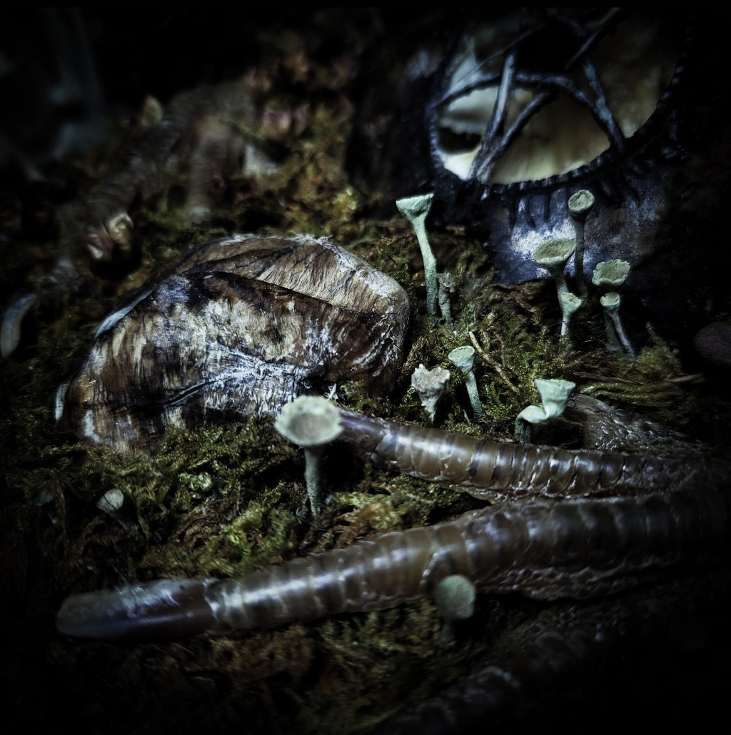 Obscura — handmade gothic witch altar, real goat skull, inverted pentagram, preserved badger heart, birch wood base, forest botanicals, one of a kind, Morbid Oddities
