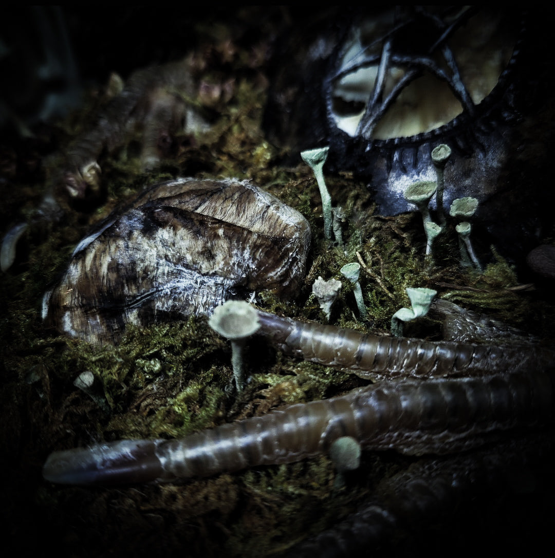 Obscura — handmade gothic witch altar, real goat skull, inverted pentagram, preserved badger heart, birch wood base, forest botanicals, one of a kind, Morbid Oddities
