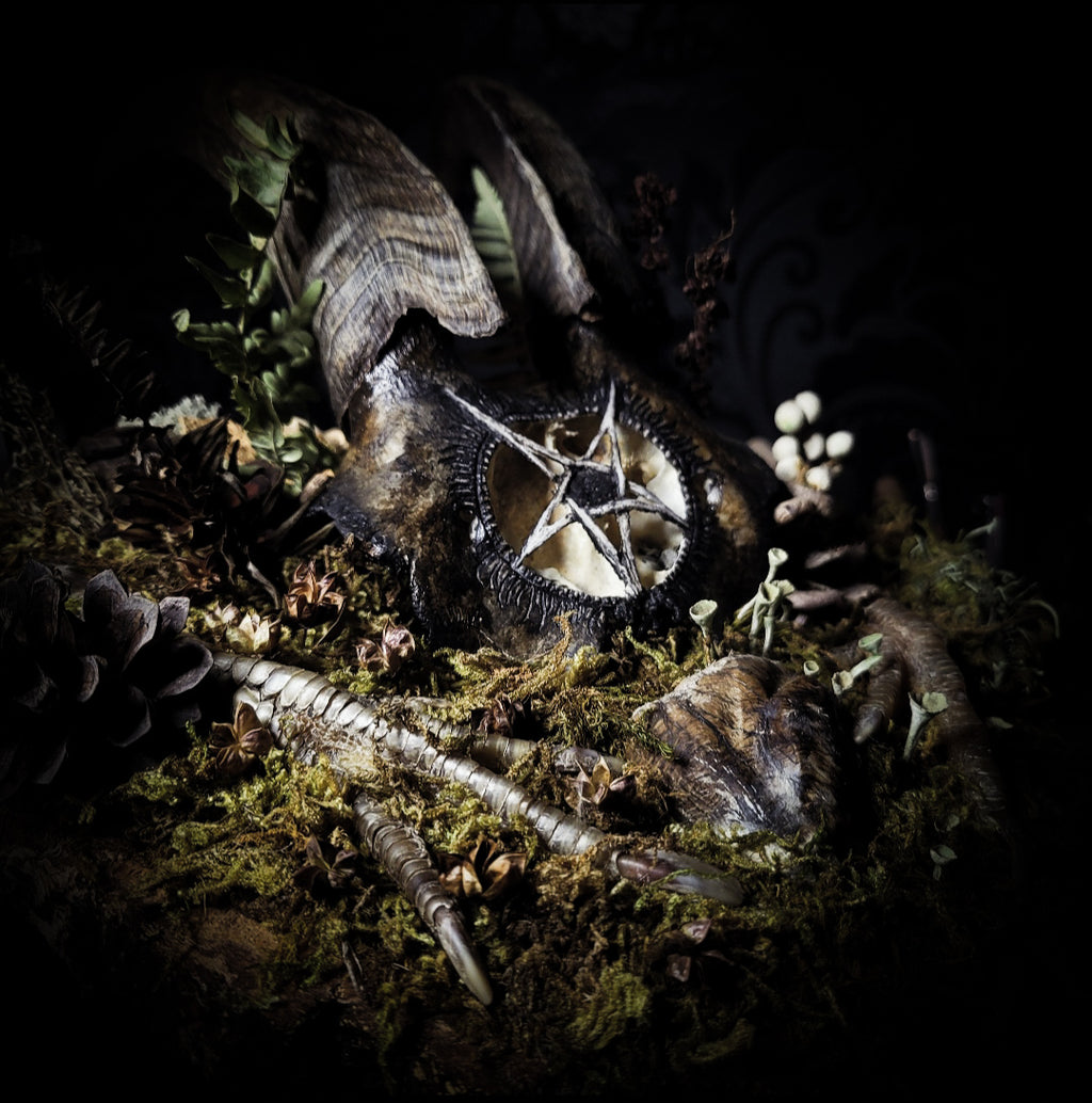 Obscura — handmade gothic witch altar, real goat skull, inverted pentagram, preserved badger heart, birch wood base, forest botanicals, one of a kind, Morbid Oddities
