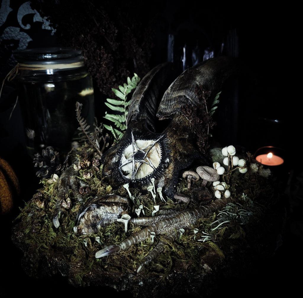 Obscura — handmade gothic witch altar, real goat skull, inverted pentagram, preserved badger heart, birch wood base, forest botanicals, one of a kind, Morbid Oddities
