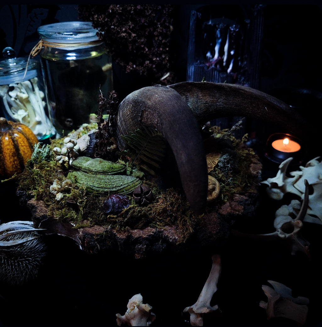 Obscura — handmade gothic witch altar, real goat skull, inverted pentagram, preserved badger heart, birch wood base, forest botanicals, one of a kind, Morbid Oddities
