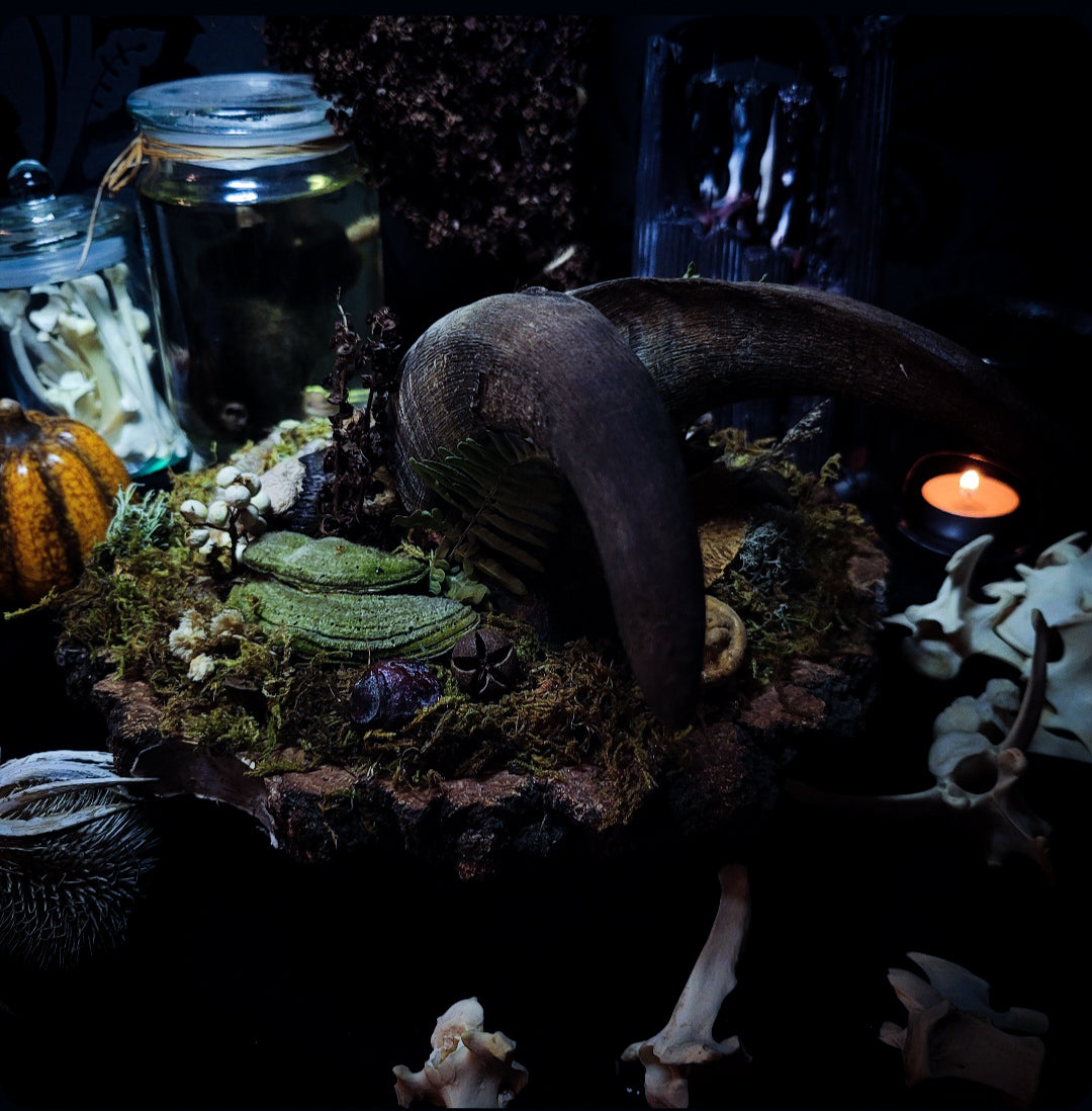 Obscura — handmade gothic witch altar, real goat skull, inverted pentagram, preserved badger heart, birch wood base, forest botanicals, one of a kind, Morbid Oddities
