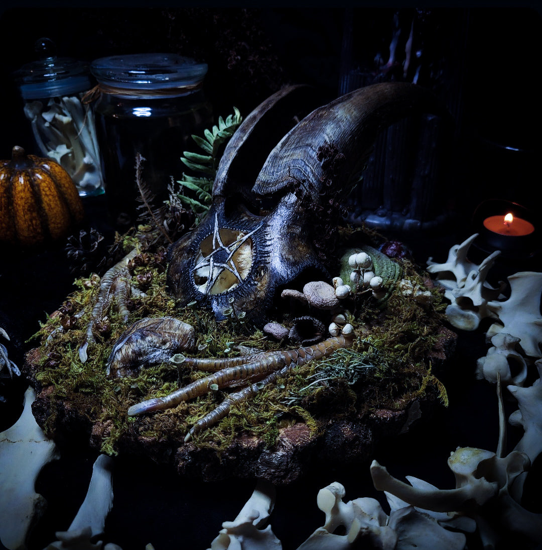 Obscura — handmade gothic witch altar, real goat skull, inverted pentagram, preserved badger heart, birch wood base, forest botanicals, one of a kind, Morbid Oddities
