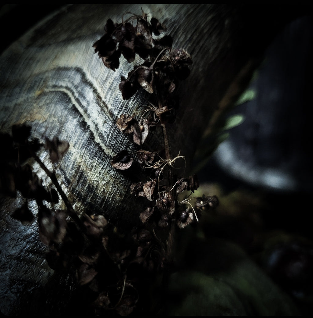 Obscura — handmade gothic witch altar, real goat skull, inverted pentagram, preserved badger heart, birch wood base, forest botanicals, one of a kind, Morbid Oddities
