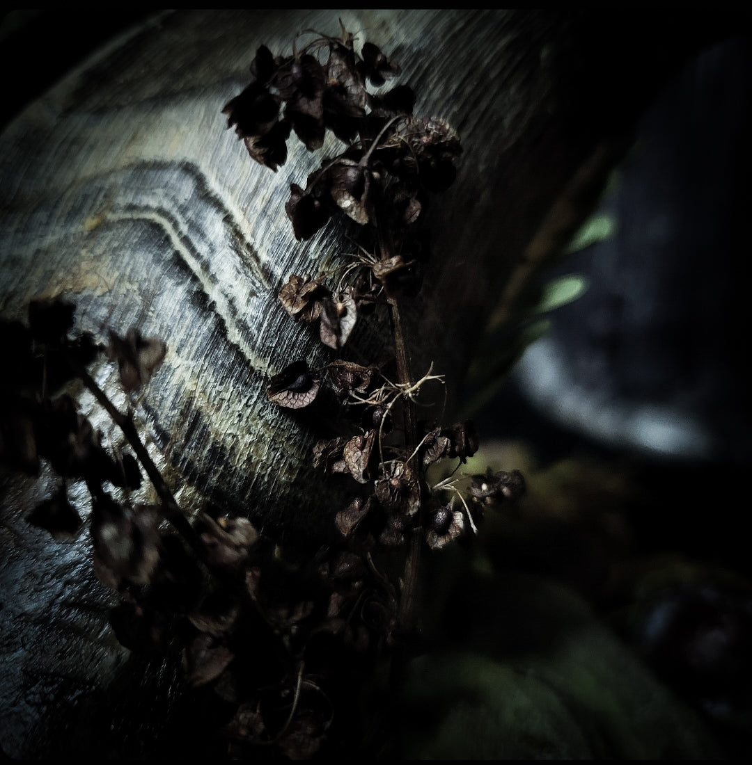 Obscura — handmade gothic witch altar, real goat skull, inverted pentagram, preserved badger heart, birch wood base, forest botanicals, one of a kind, Morbid Oddities
