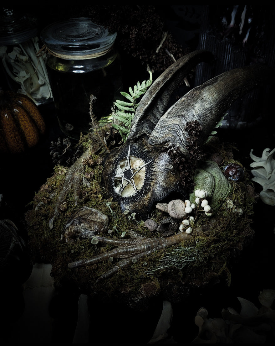 Obscura — handmade gothic witch altar, real goat skull, inverted pentagram, preserved badger heart, birch wood base, forest botanicals, one of a kind, Morbid Oddities
