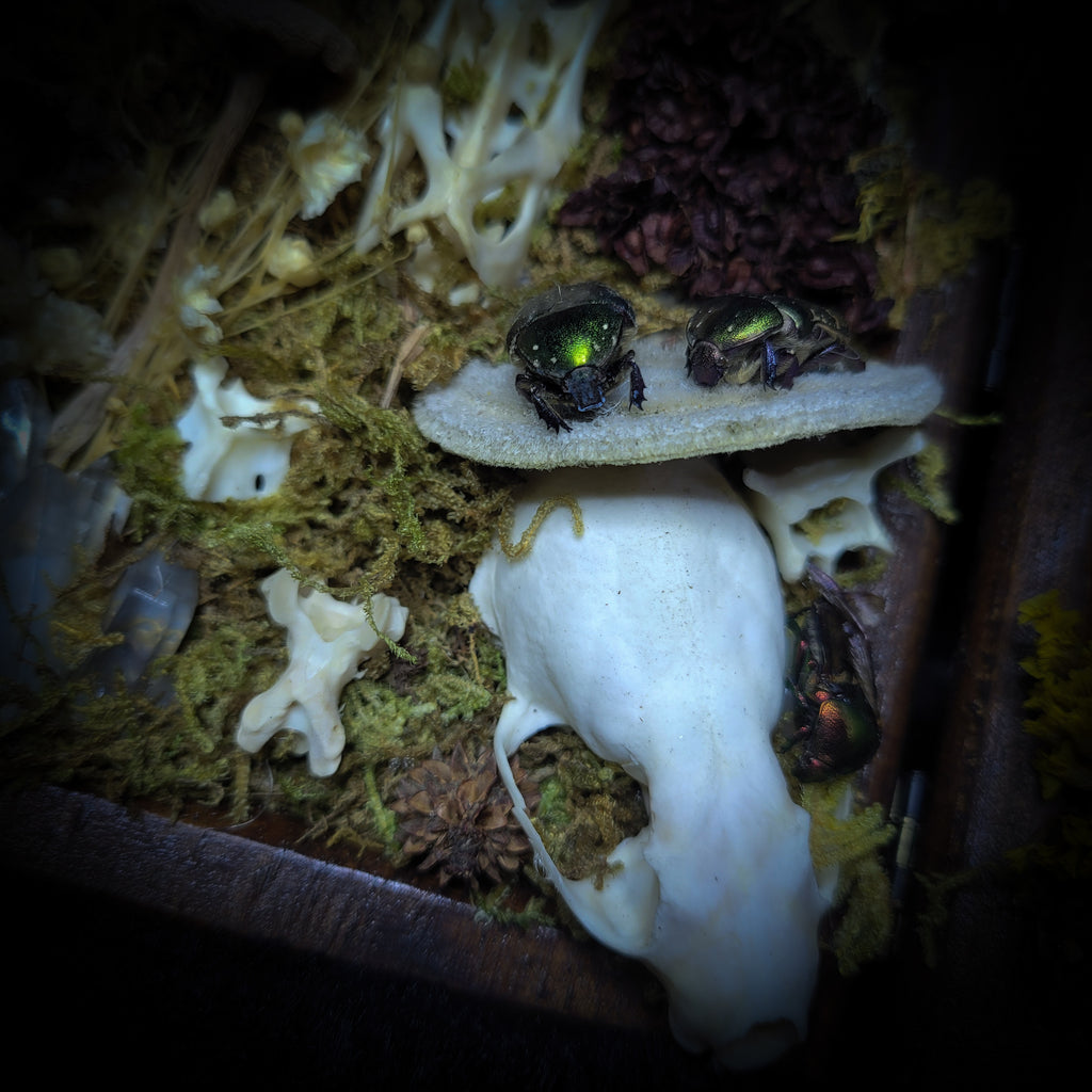 Silva triformis — handmade gothic forest triptych, real bones, moss, botanicals, rock crystals, ornate wooden frames, one of a kind, Morbid Oddities
