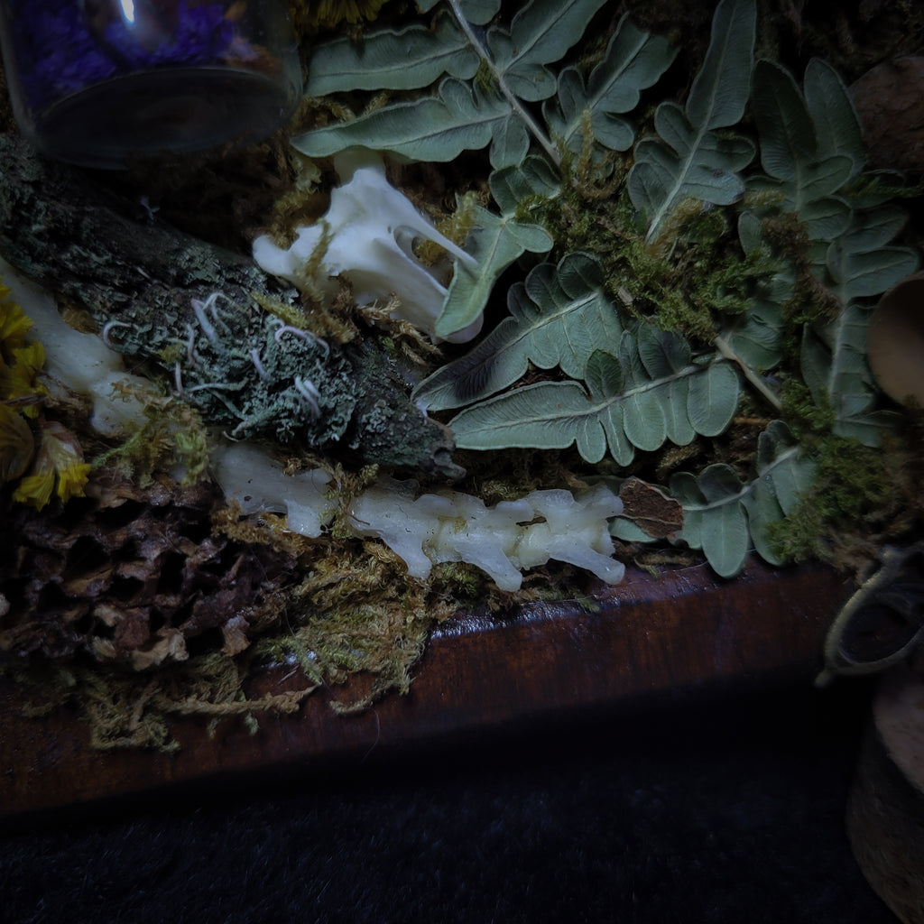 Silva triformis — handmade gothic forest triptych, real bones, moss, botanicals, rock crystals, ornate wooden frames, one of a kind, Morbid Oddities
