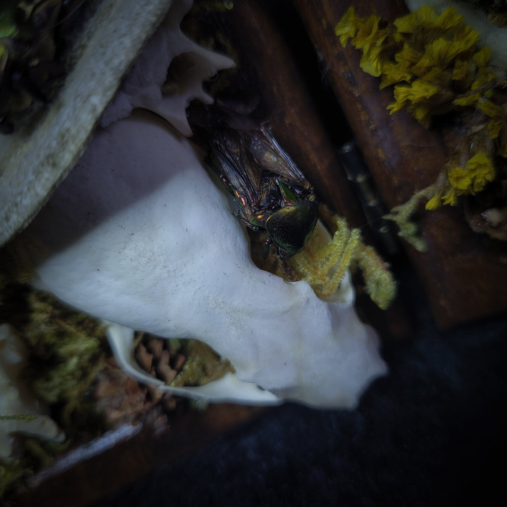 Silva triformis — handmade gothic forest triptych, real bones, moss, botanicals, rock crystals, ornate wooden frames, one of a kind, Morbid Oddities
