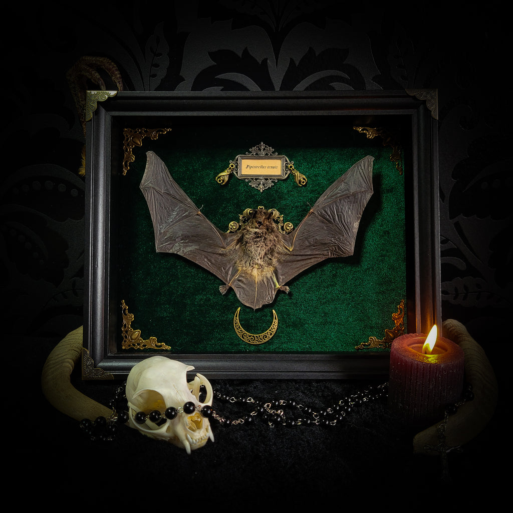 Simple bat shadowbox — handmade gothic shadowbox, made to order. Preserved bat specimen on velvet background in deep frame with ornate corner decorations, miniature bats, crescent moon elements and Latin species nameplate. Gothic wall decor, 28x23cm.