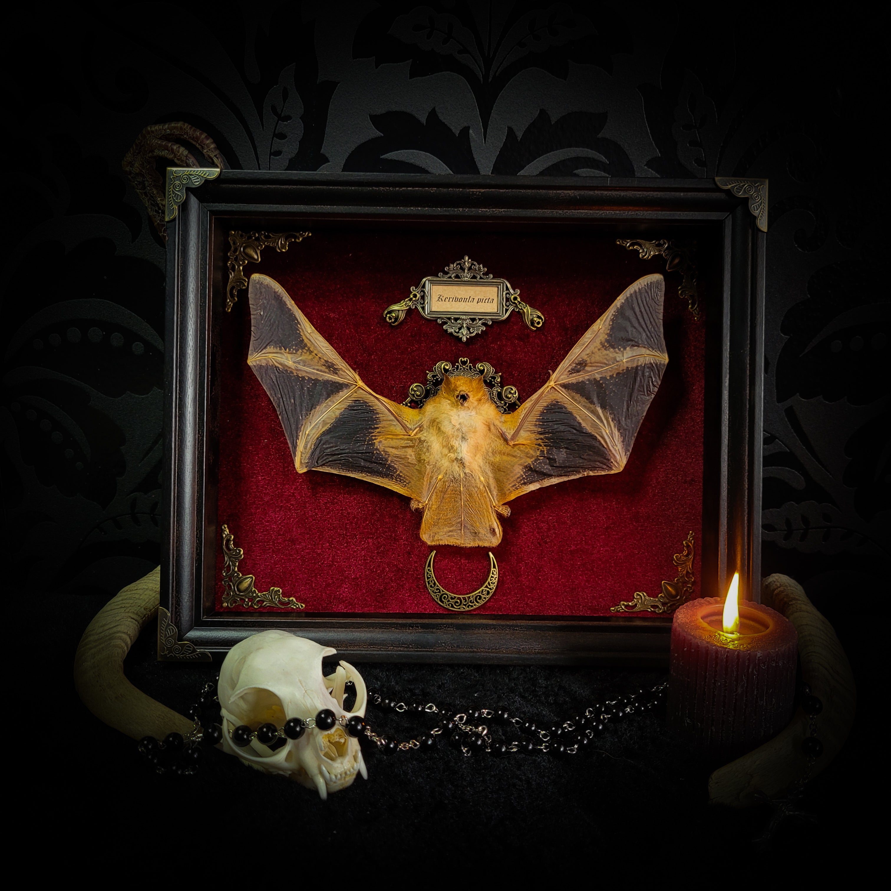 Simple bat shadowbox — handmade gothic shadowbox, made to order. Preserved bat specimen on velvet background in deep frame with ornate corner decorations, miniature bats, crescent moon elements and Latin species nameplate. Gothic wall decor, 28x23cm.