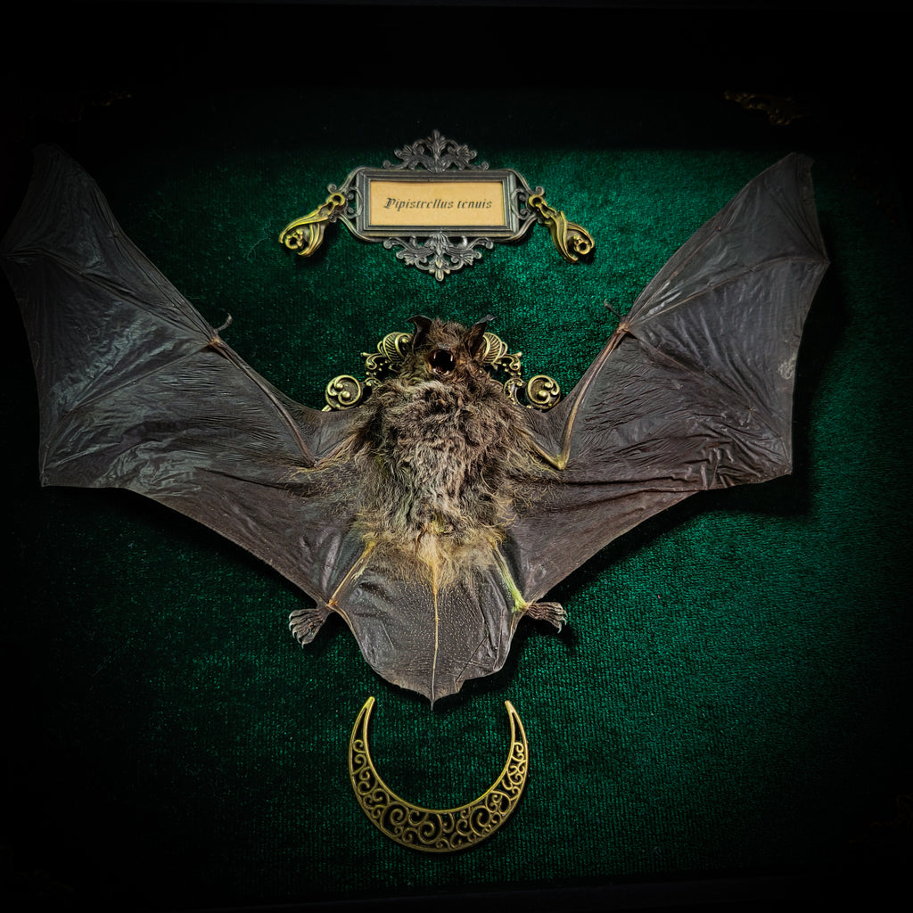 Simple bat shadowbox — handmade gothic shadowbox, made to order. Preserved bat specimen on velvet background in deep frame with ornate corner decorations, miniature bats, crescent moon elements and Latin species nameplate. Gothic wall decor, 28x23cm.