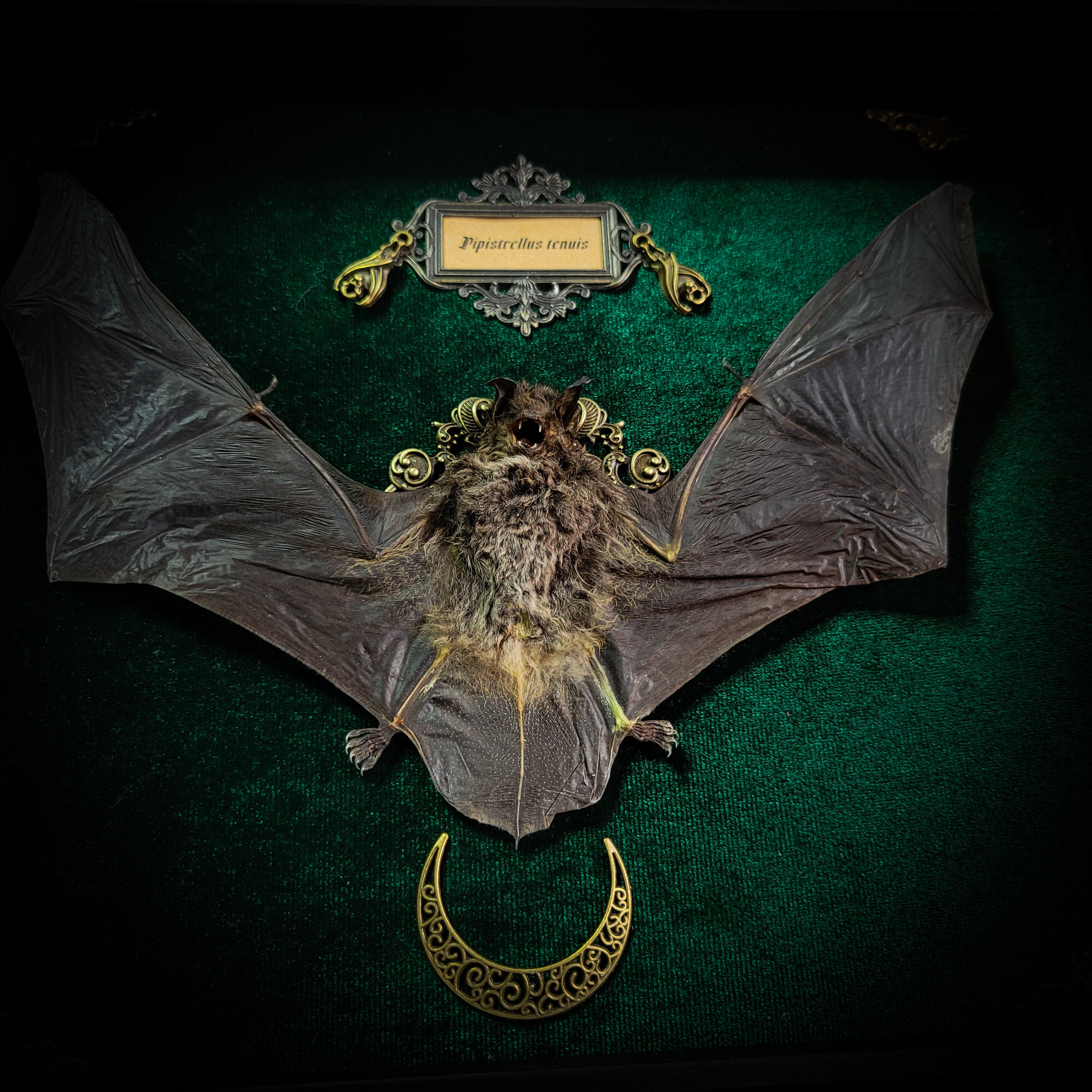 Simple bat shadowbox — handmade gothic shadowbox, made to order. Preserved bat specimen on velvet background in deep frame with ornate corner decorations, miniature bats, crescent moon elements and Latin species nameplate. Gothic wall decor, 28x23cm.