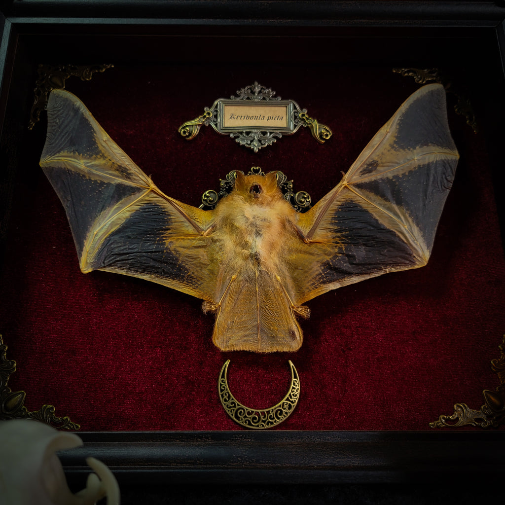 Simple bat shadowbox — handmade gothic shadowbox, made to order. Preserved bat specimen on velvet background in deep frame with ornate corner decorations, miniature bats, crescent moon elements and Latin species nameplate. Gothic wall decor, 28x23cm.