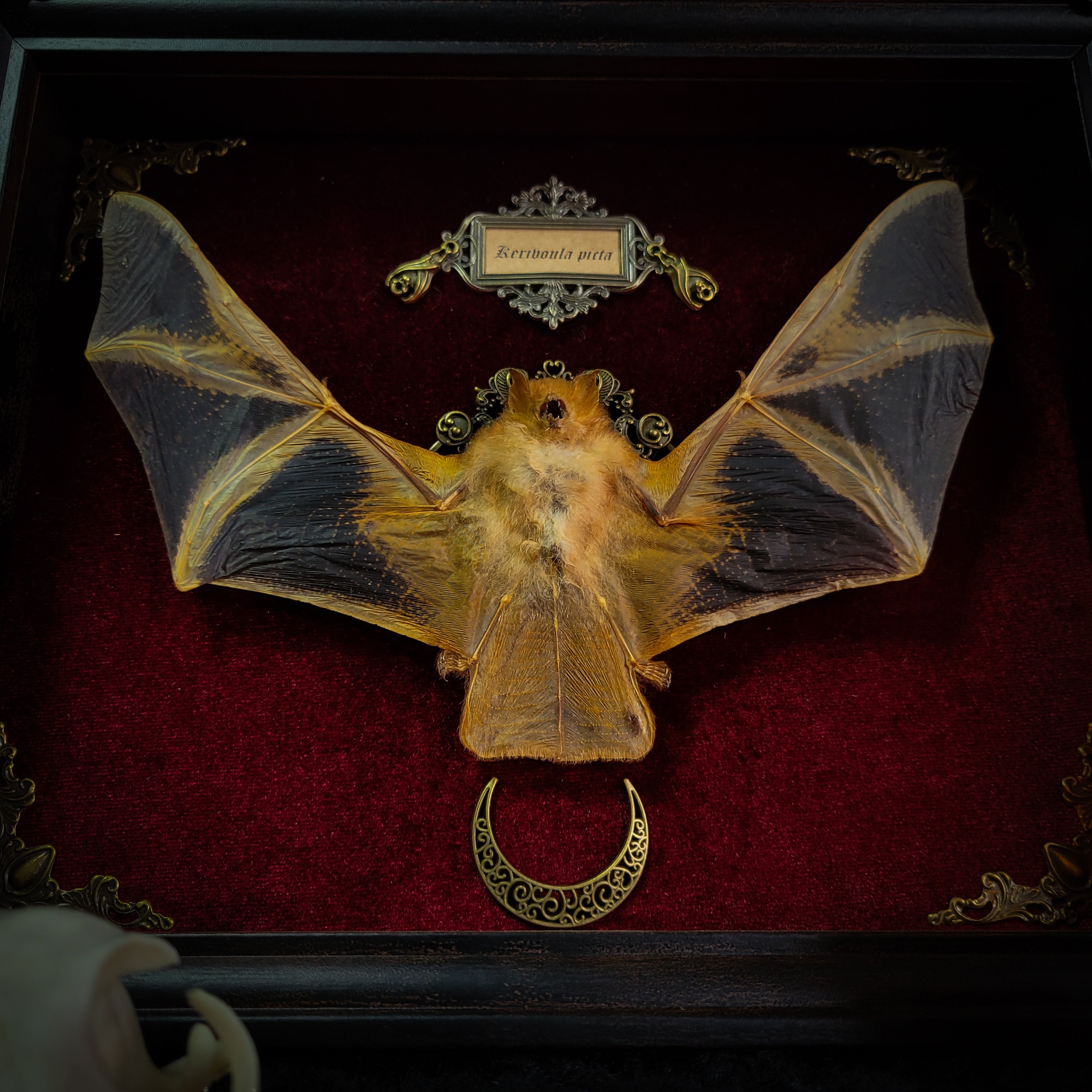 Simple bat shadowbox — handmade gothic shadowbox, made to order. Preserved bat specimen on velvet background in deep frame with ornate corner decorations, miniature bats, crescent moon elements and Latin species nameplate. Gothic wall decor, 28x23cm.