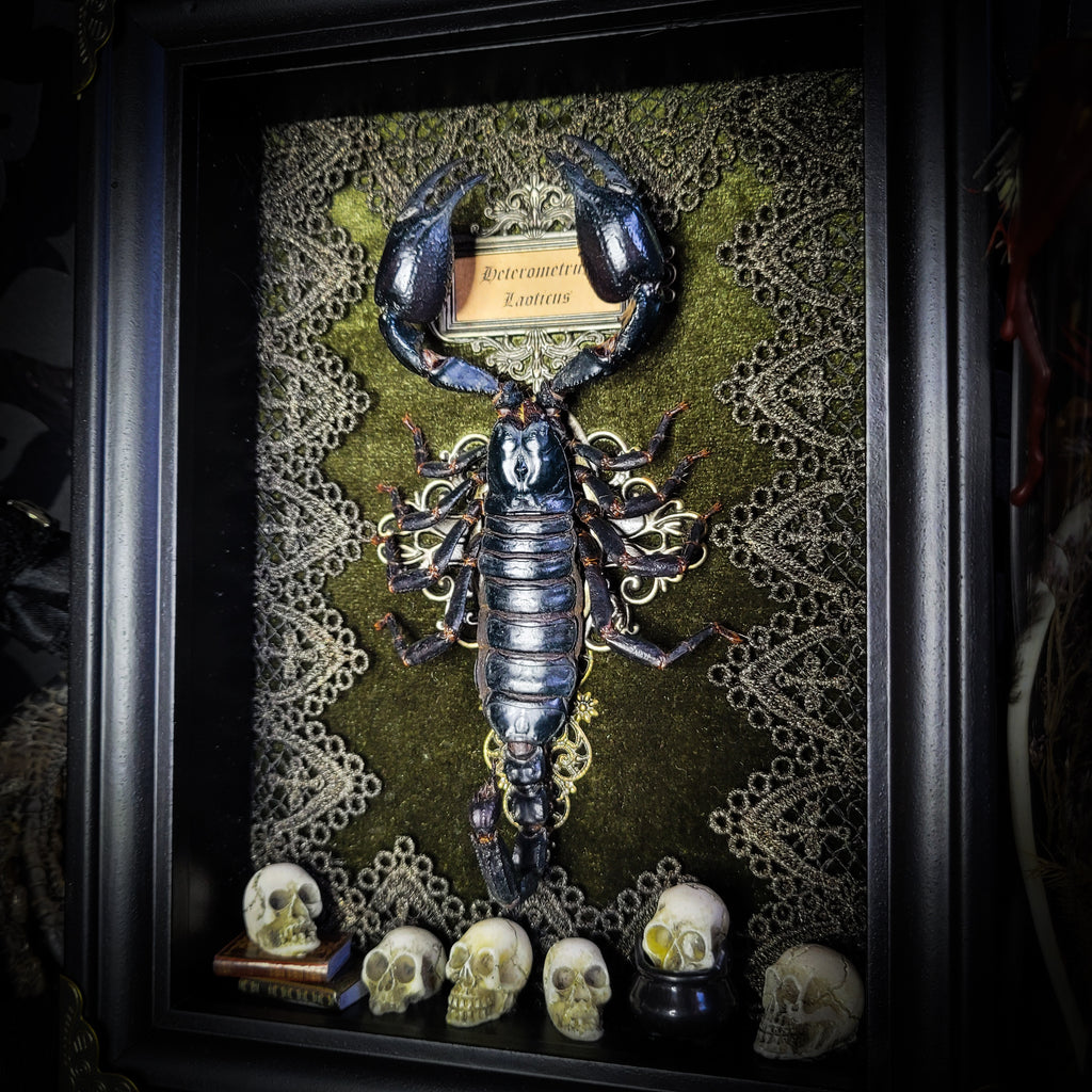 Venosa — handmade gothic shadowbox, made to order. Preserved scorpion on velvet background with ornate lace embellishments, decorative skull elements, miniature books, cauldron and Latin species nameplate. Dark ritual wall decor, 21x16cm.