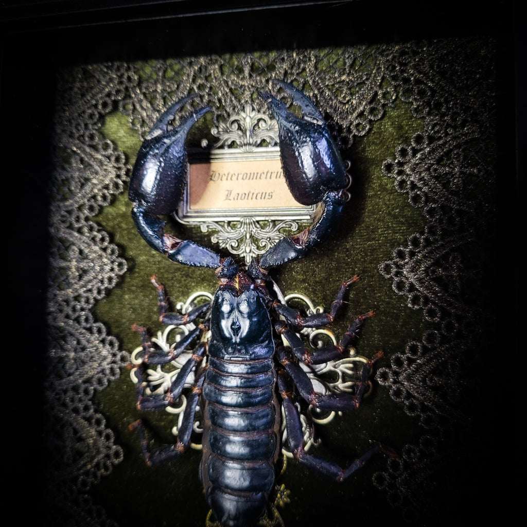 Venosa — handmade gothic shadowbox, made to order. Preserved scorpion on velvet background with ornate lace embellishments, decorative skull elements, miniature books, cauldron and Latin species nameplate. Dark ritual wall decor, 21x16cm.