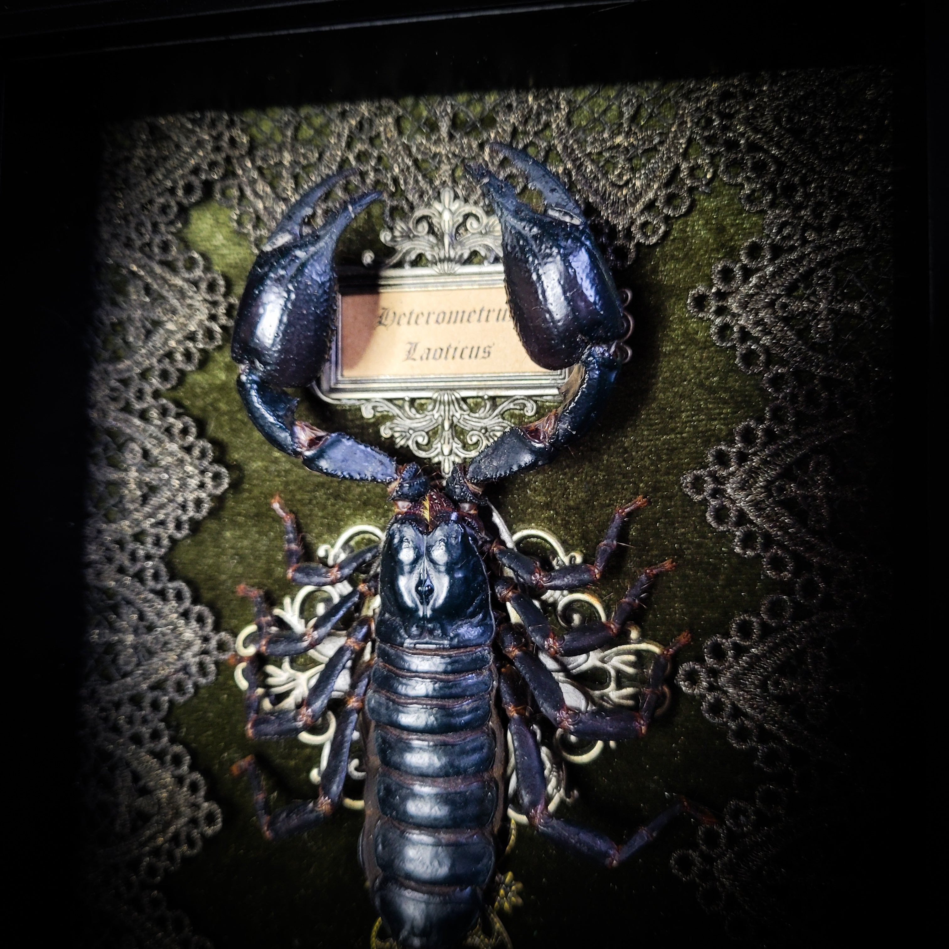 Venosa — handmade gothic shadowbox, made to order. Preserved scorpion on velvet background with ornate lace embellishments, decorative skull elements, miniature books, cauldron and Latin species nameplate. Dark ritual wall decor, 21x16cm.