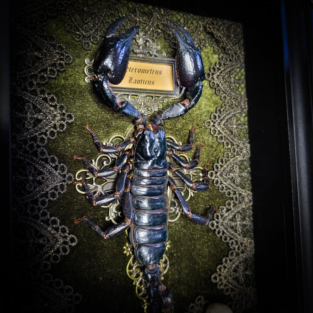 Venosa — handmade gothic shadowbox, made to order. Preserved scorpion on velvet background with ornate lace embellishments, decorative skull elements, miniature books, cauldron and Latin species nameplate. Dark ritual wall decor, 21x16cm.