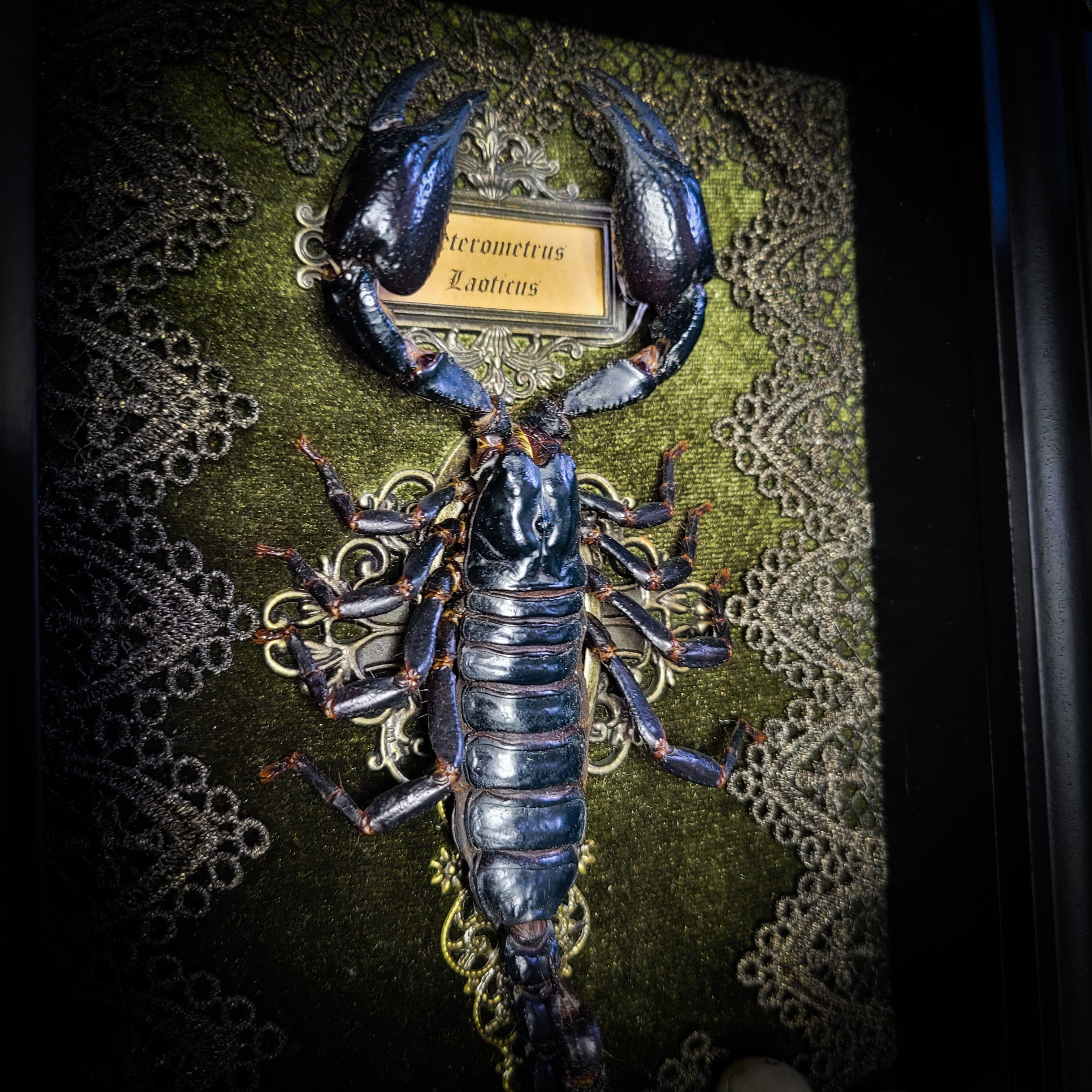 Venosa — handmade gothic shadowbox, made to order. Preserved scorpion on velvet background with ornate lace embellishments, decorative skull elements, miniature books, cauldron and Latin species nameplate. Dark ritual wall decor, 21x16cm.