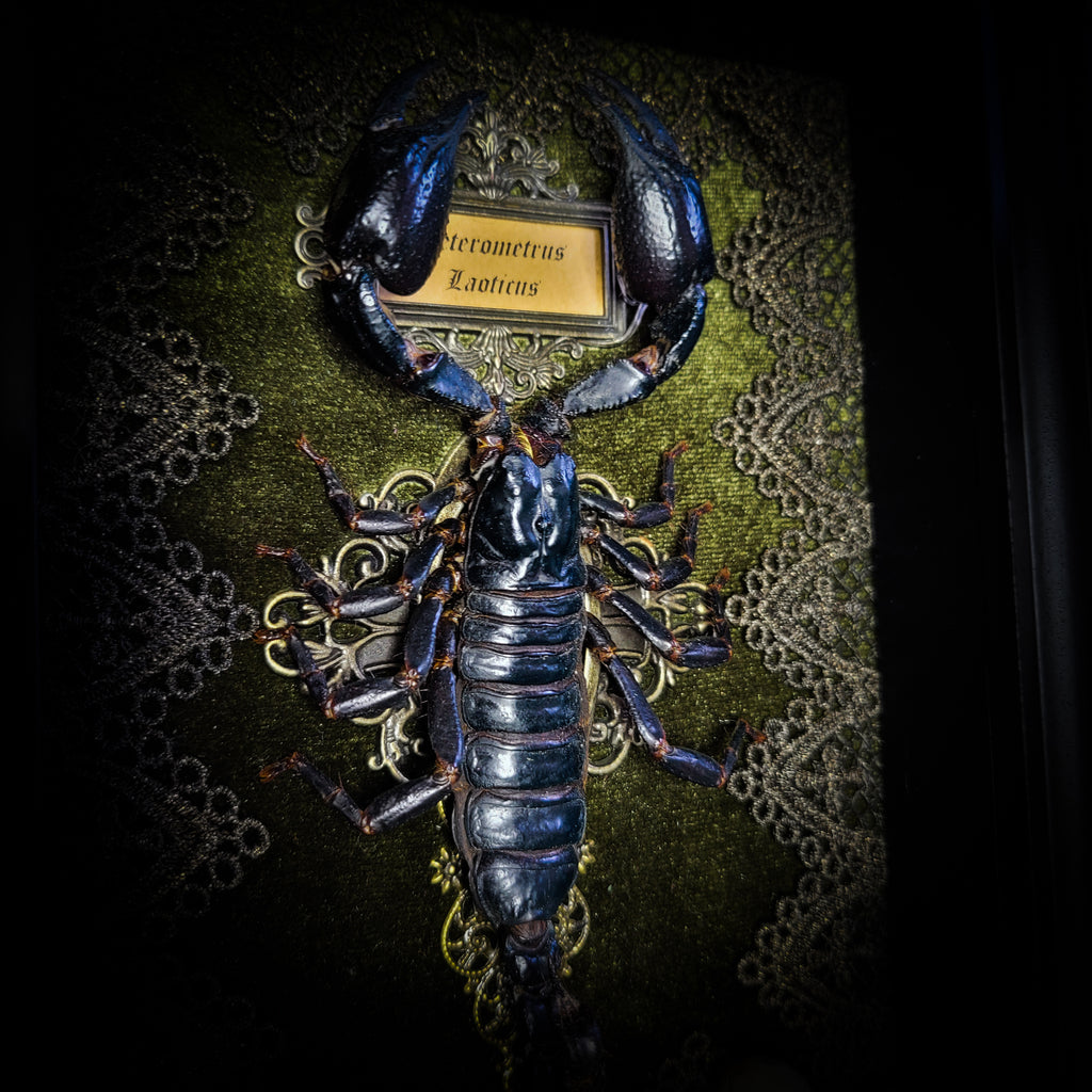 Venosa — handmade gothic shadowbox, made to order. Preserved scorpion on velvet background with ornate lace embellishments, decorative skull elements, miniature books, cauldron and Latin species nameplate. Dark ritual wall decor, 21x16cm.