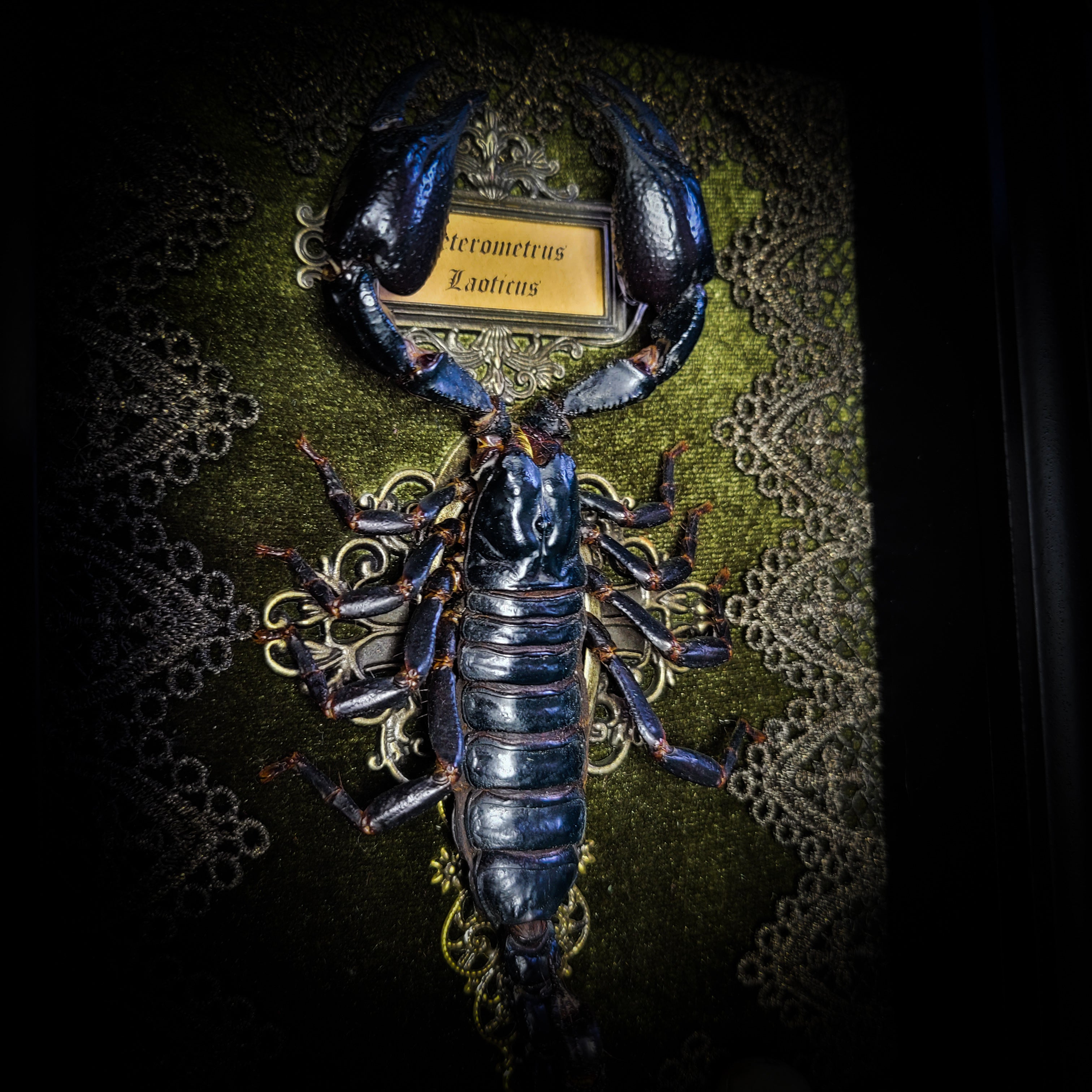 Venosa — handmade gothic shadowbox, made to order. Preserved scorpion on velvet background with ornate lace embellishments, decorative skull elements, miniature books, cauldron and Latin species nameplate. Dark ritual wall decor, 21x16cm.