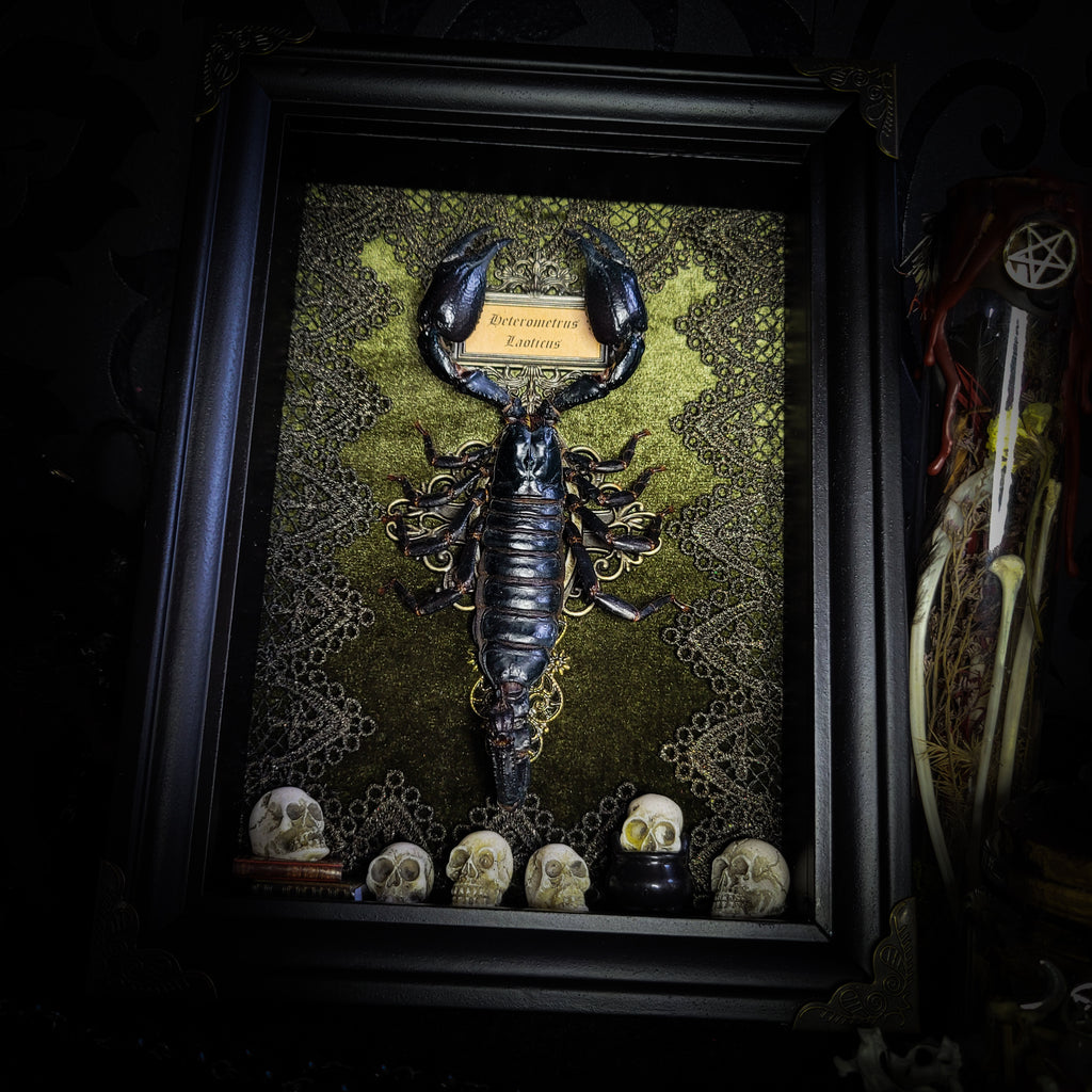Venosa — handmade gothic shadowbox, made to order. Preserved scorpion on velvet background with ornate lace embellishments, decorative skull elements, miniature books, cauldron and Latin species nameplate. Dark ritual wall decor, 21x16cm.