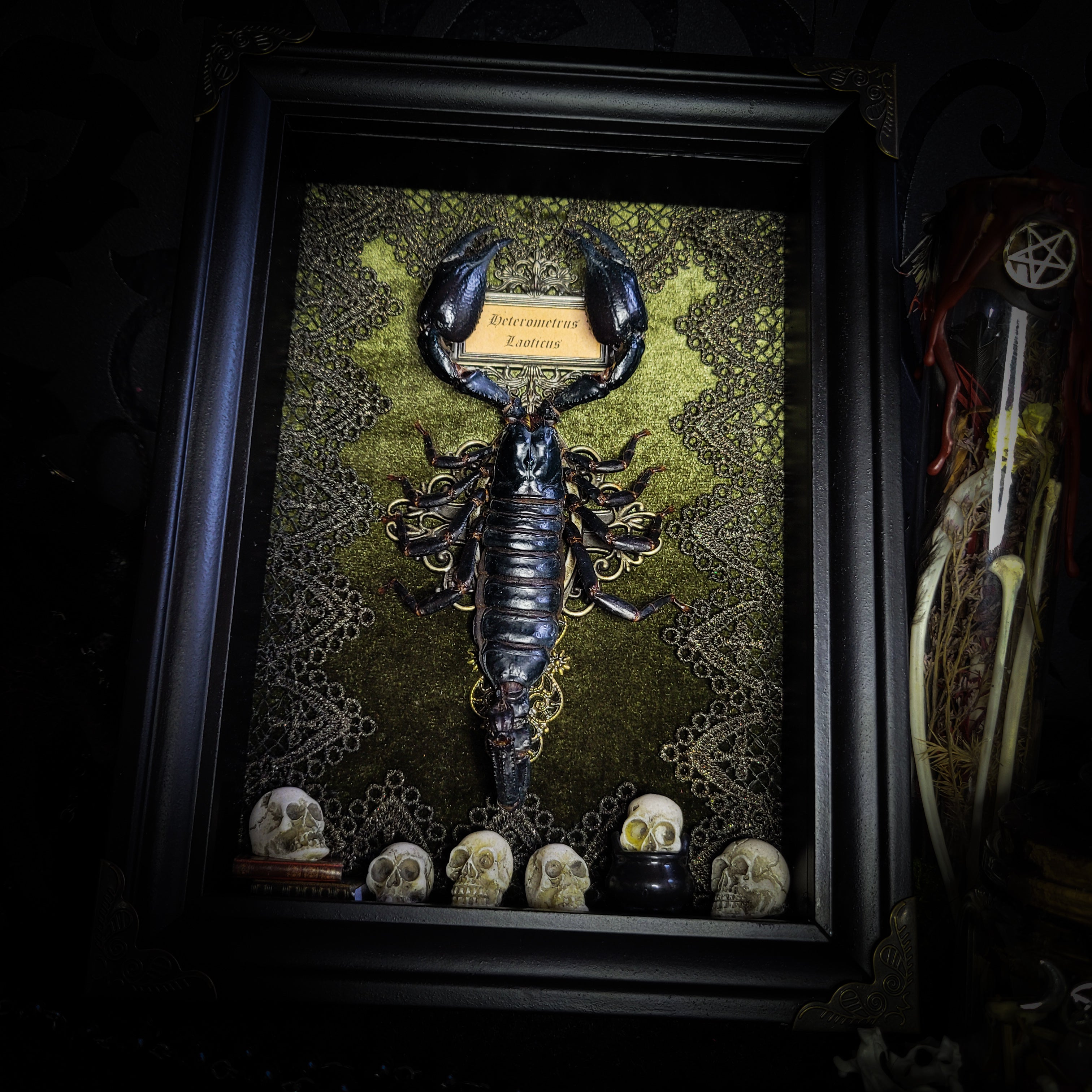 Venosa — handmade gothic shadowbox, made to order. Preserved scorpion on velvet background with ornate lace embellishments, decorative skull elements, miniature books, cauldron and Latin species nameplate. Dark ritual wall decor, 21x16cm.
