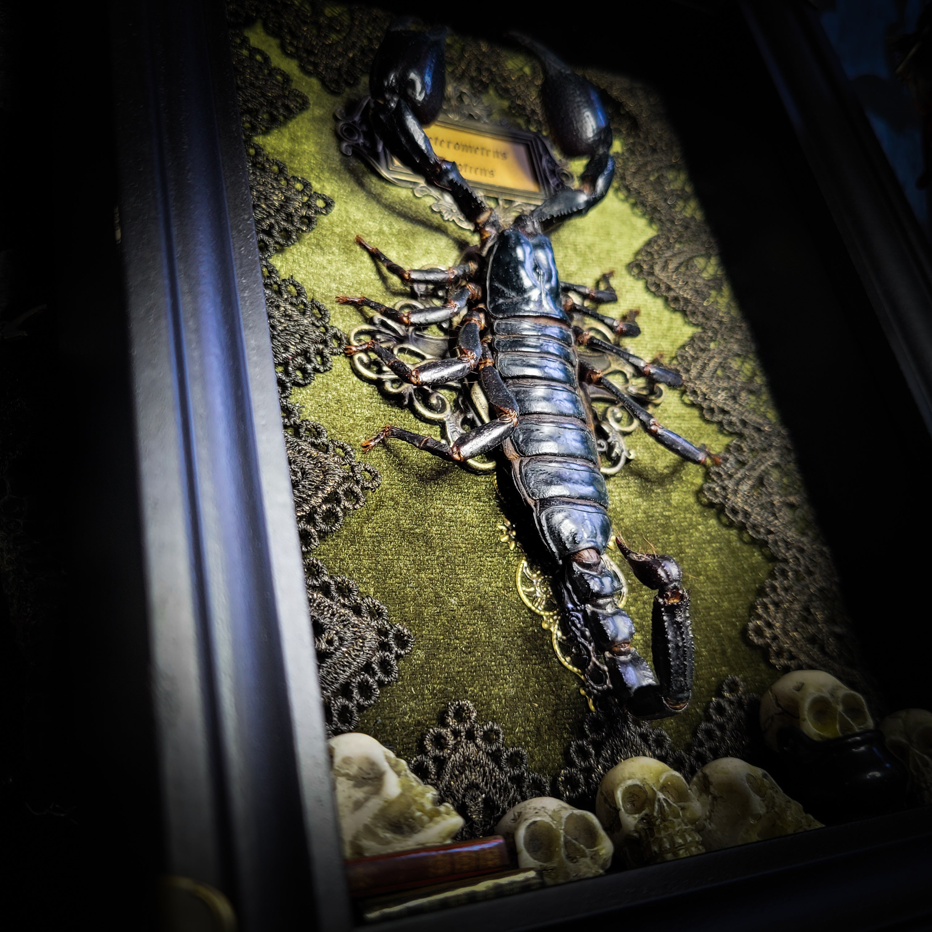 Venosa — handmade gothic shadowbox, made to order. Preserved scorpion on velvet background with ornate lace embellishments, decorative skull elements, miniature books, cauldron and Latin species nameplate. Dark ritual wall decor, 21x16cm.