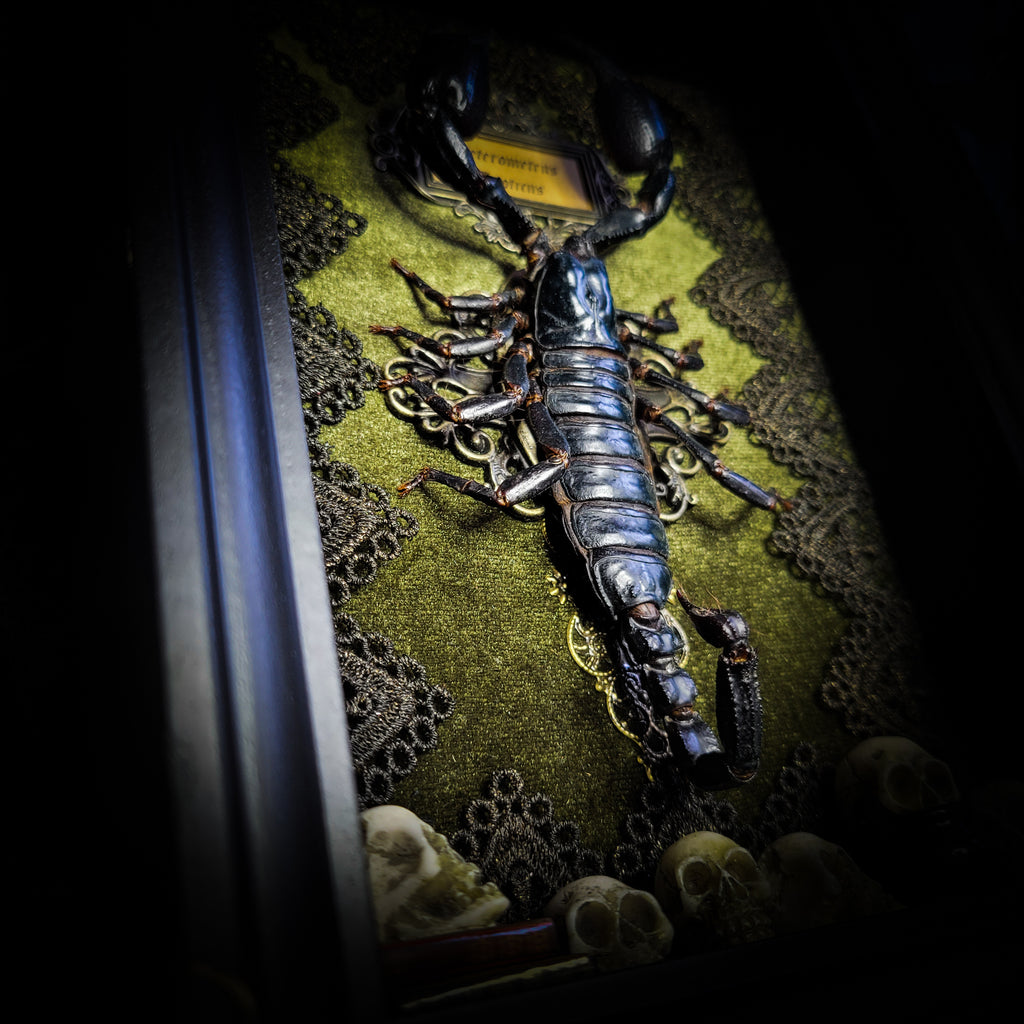 Venosa — handmade gothic shadowbox, made to order. Preserved scorpion on velvet background with ornate lace embellishments, decorative skull elements, miniature books, cauldron and Latin species nameplate. Dark ritual wall decor, 21x16cm.