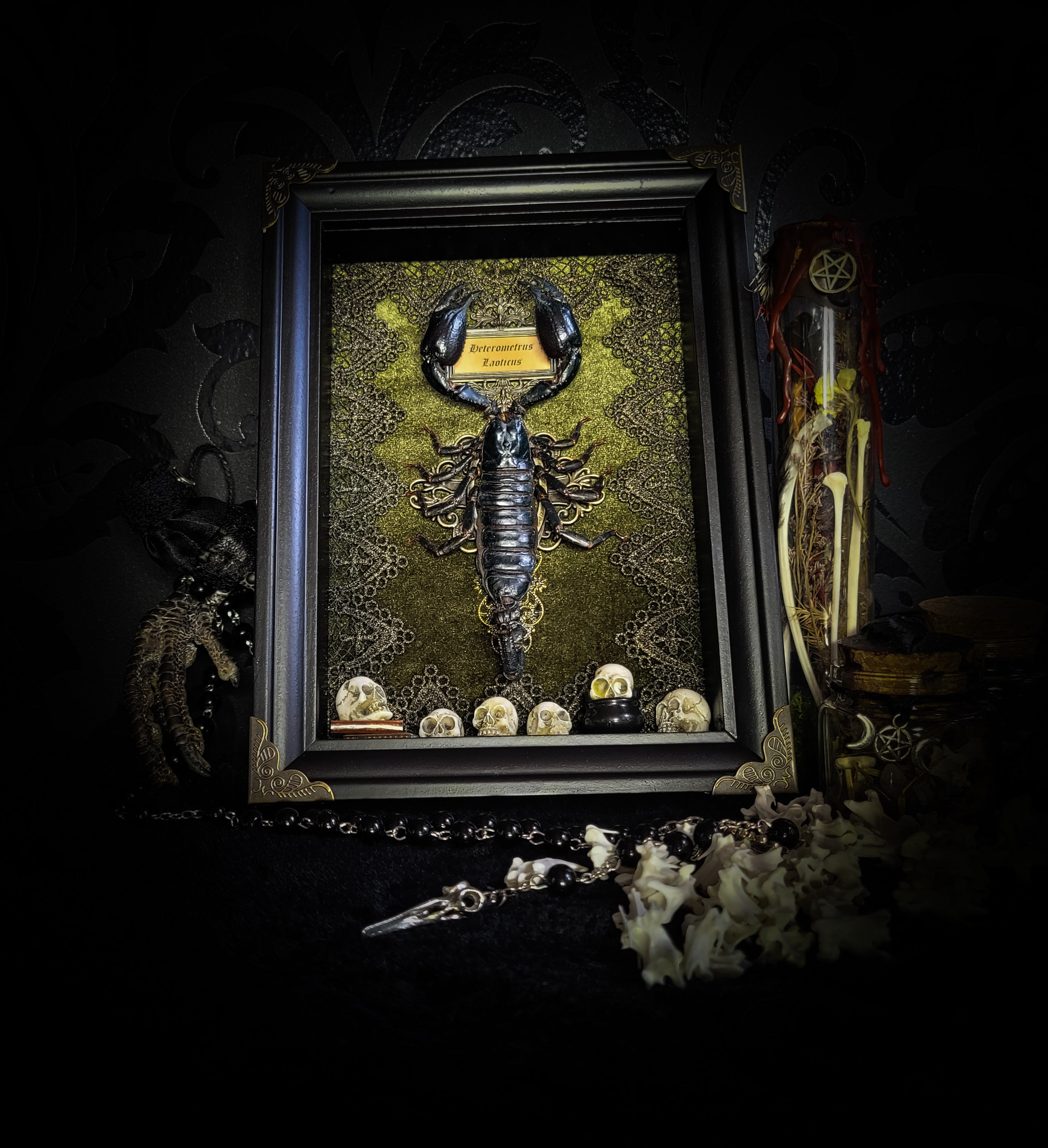 Venosa — handmade gothic shadowbox, made to order. Preserved scorpion on velvet background with ornate lace embellishments, decorative skull elements, miniature books, cauldron and Latin species nameplate. Dark ritual wall decor, 21x16cm.