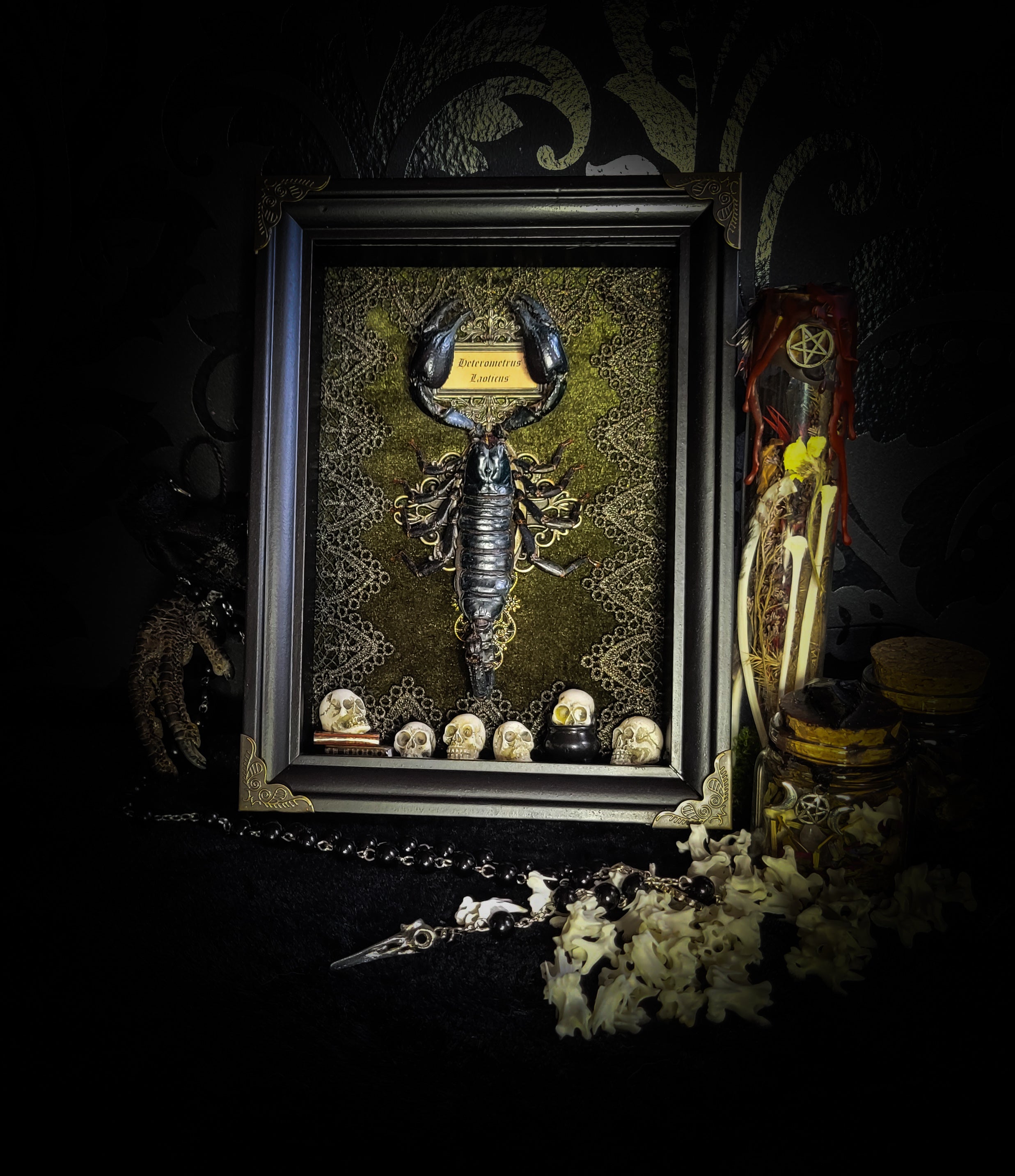 Venosa — handmade gothic shadowbox, made to order. Preserved scorpion on velvet background with ornate lace embellishments, decorative skull elements, miniature books, cauldron and Latin species nameplate. Dark ritual wall decor, 21x16cm.