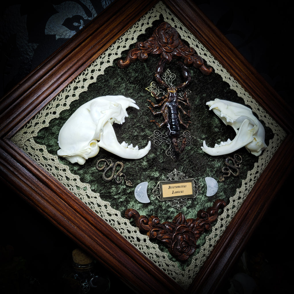 Venomous Elegance | Witches — handmade gothic tarot card holder with real cat skull, amethyst pendulum, twin serpent and crescent moon detailing, rose quartz and crystal elements on wooden base, 28x28cm