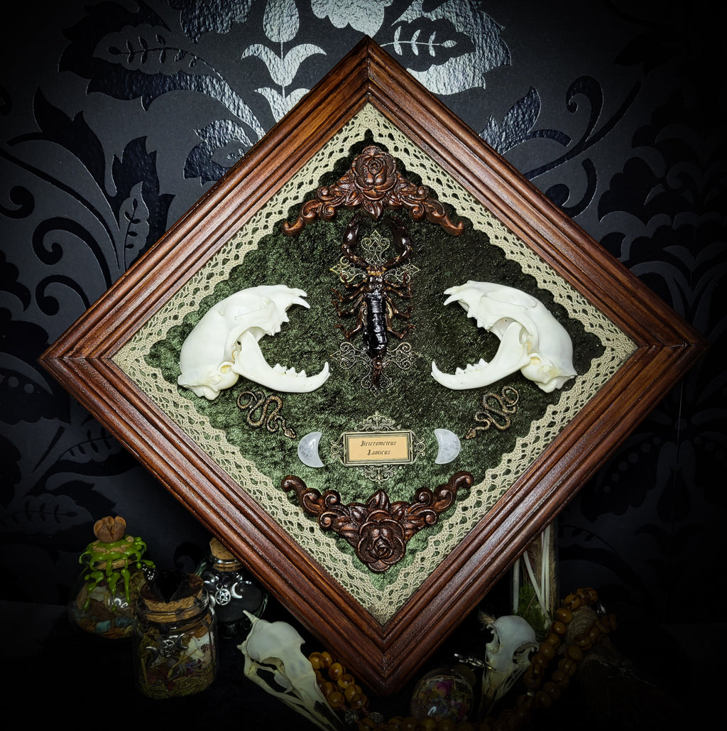 Venomous Elegance | Witches — handmade gothic tarot card holder with real cat skull, amethyst pendulum, twin serpent and crescent moon detailing, rose quartz and crystal elements on wooden base, 28x28cm