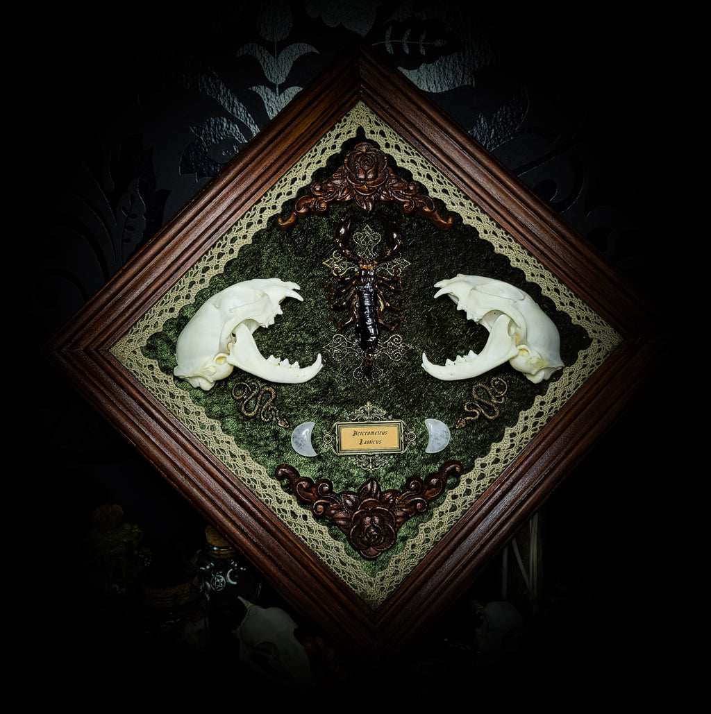 Venomous Elegance | Witches — handmade gothic tarot card holder with real cat skull, amethyst pendulum, twin serpent and crescent moon detailing, rose quartz and crystal elements on wooden base, 28x28cm