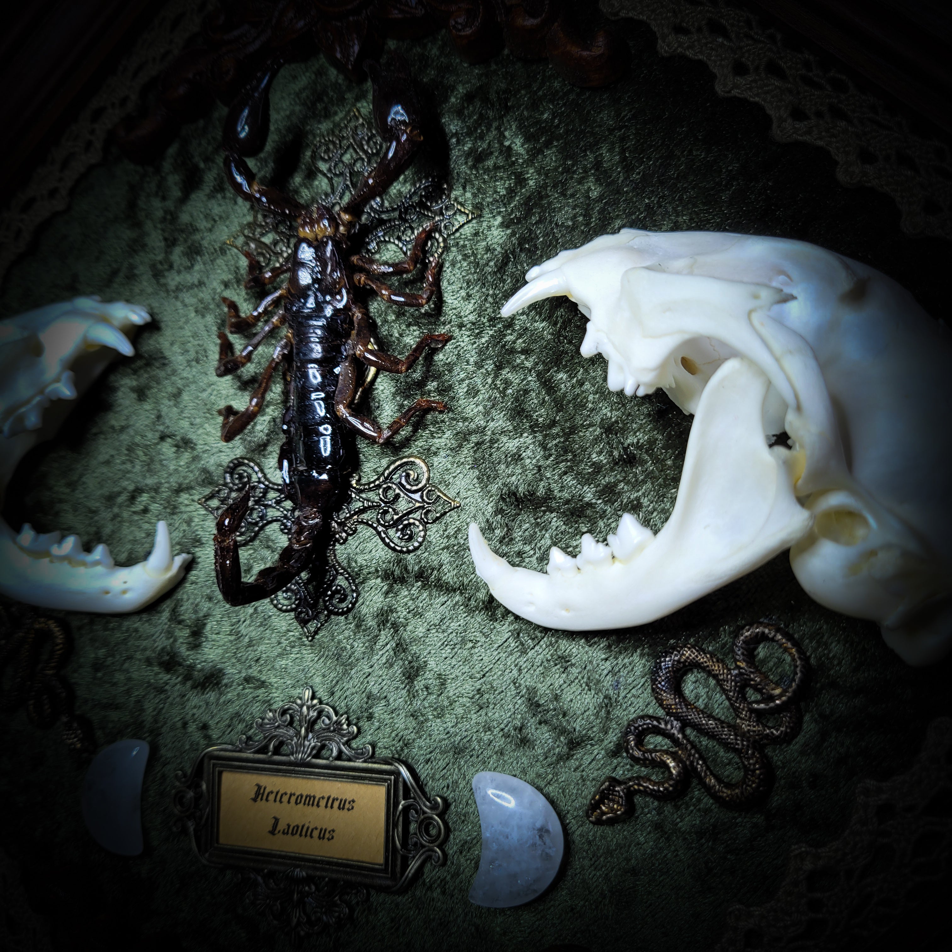 Venomous Elegance | Witches — handmade gothic tarot card holder with real cat skull, amethyst pendulum, twin serpent and crescent moon detailing, rose quartz and crystal elements on wooden base, 28x28cm