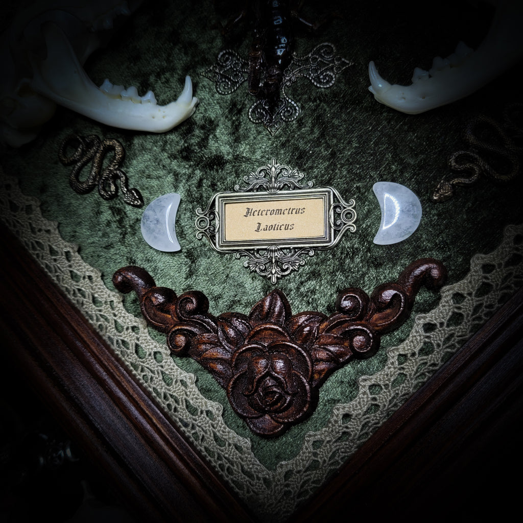 Venomous Elegance | Witches — handmade gothic tarot card holder with real cat skull, amethyst pendulum, twin serpent and crescent moon detailing, rose quartz and crystal elements on wooden base, 28x28cm