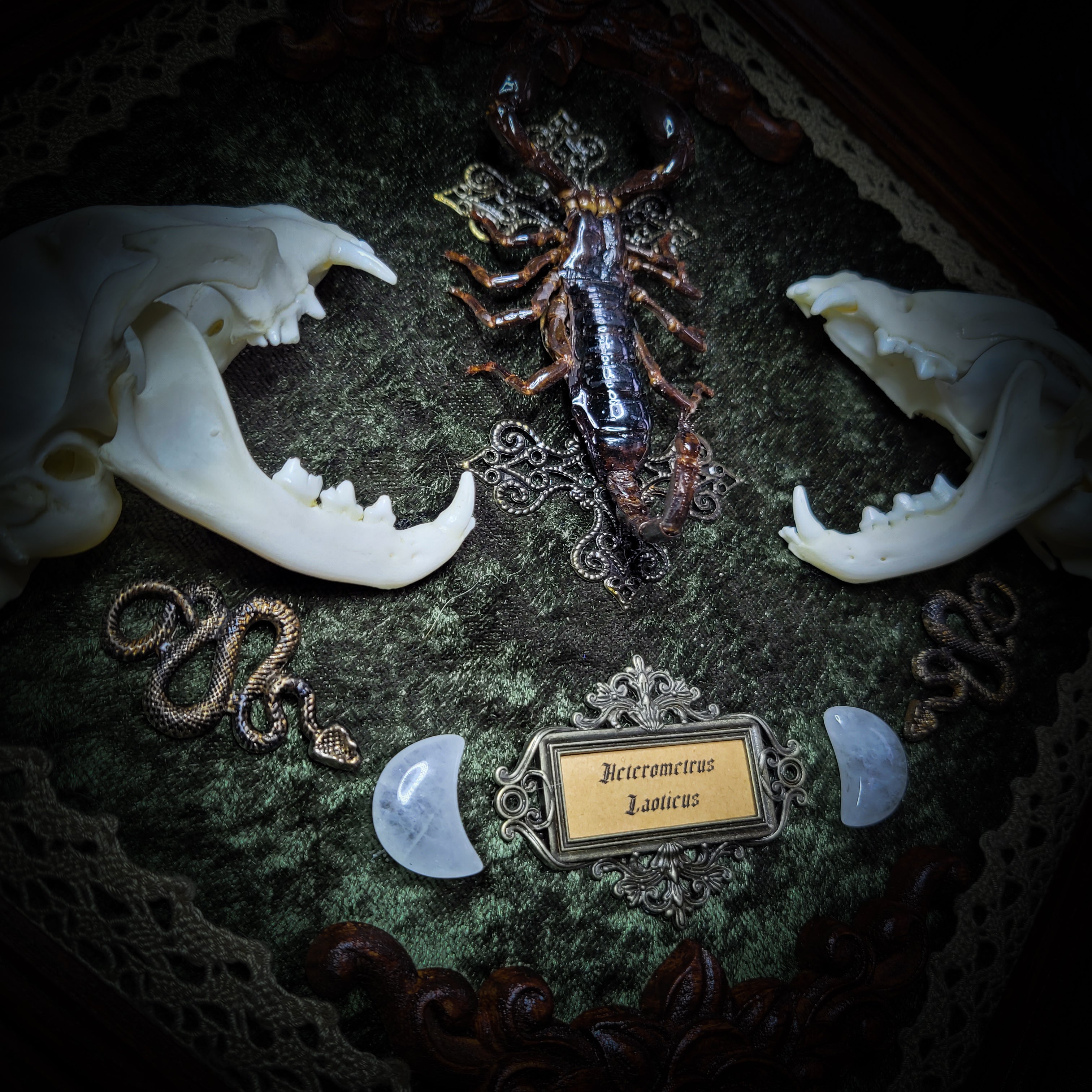 Venomous Elegance | Witches — handmade gothic tarot card holder with real cat skull, amethyst pendulum, twin serpent and crescent moon detailing, rose quartz and crystal elements on wooden base, 28x28cm
